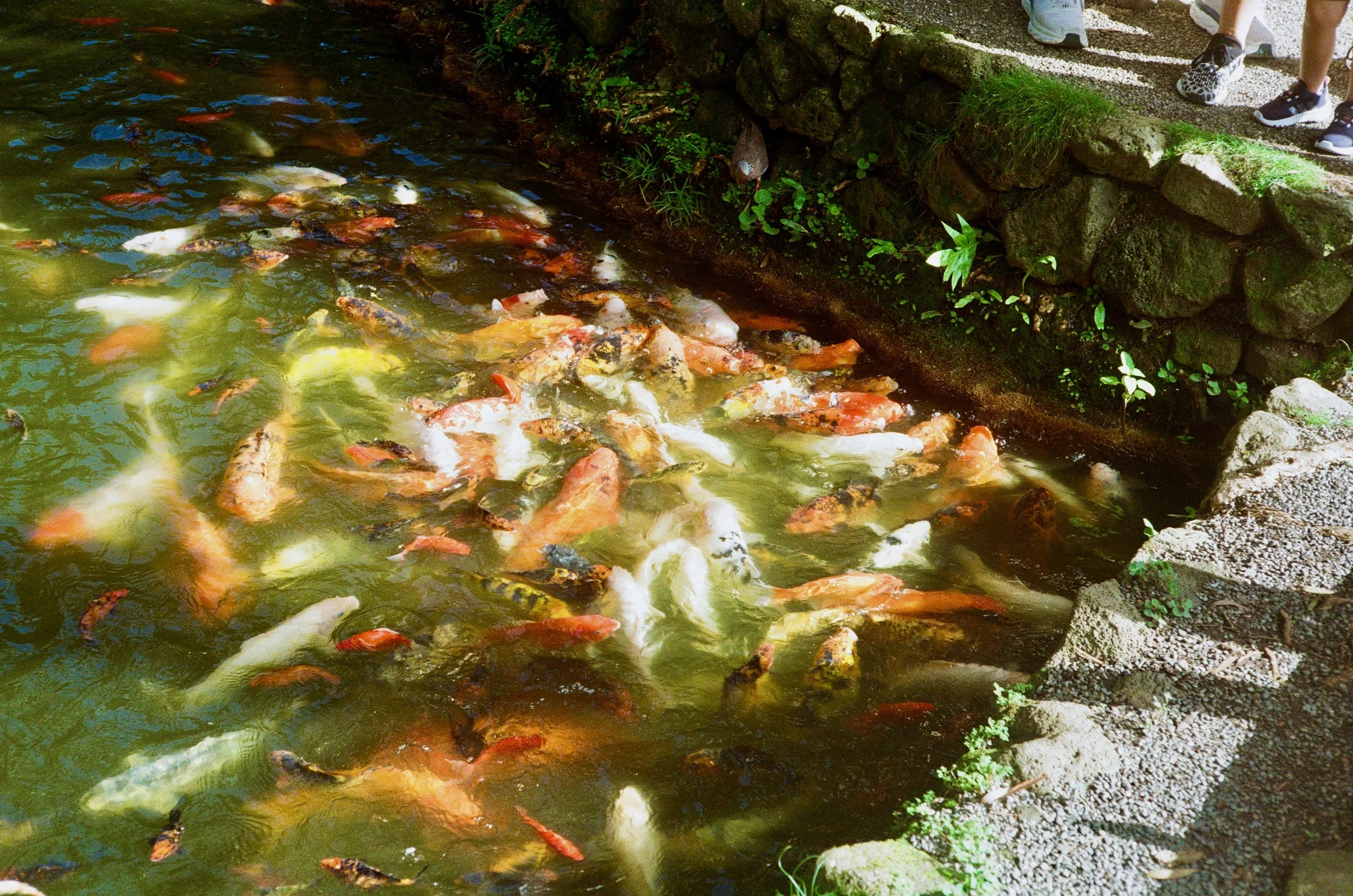 Colorful koi fish swimming in a pond next to a stone garden with people walking on a gravel path nearby.