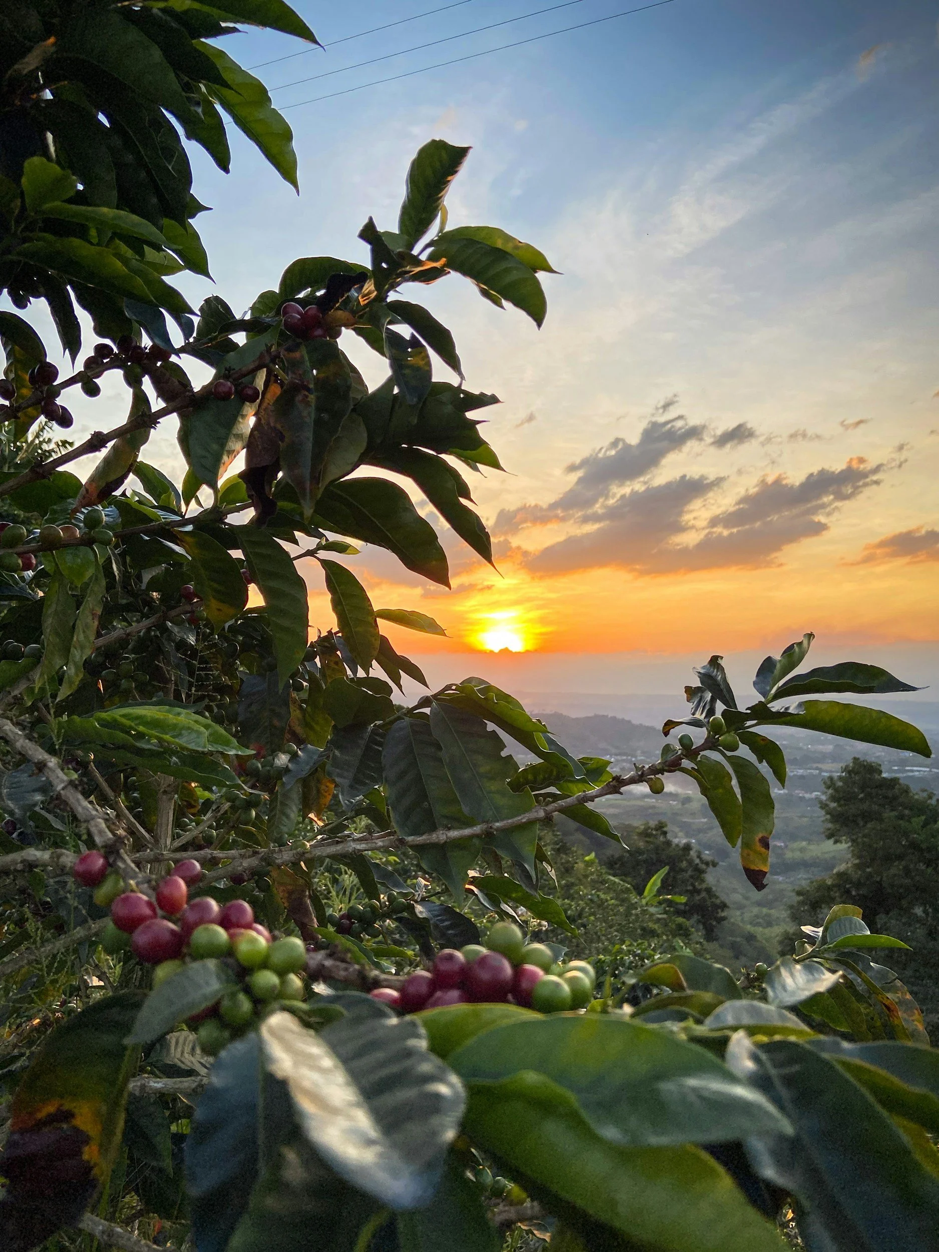 Coffee plants with ripening cherries at sunset, with a scenic view of clouds and the horizon in the background.