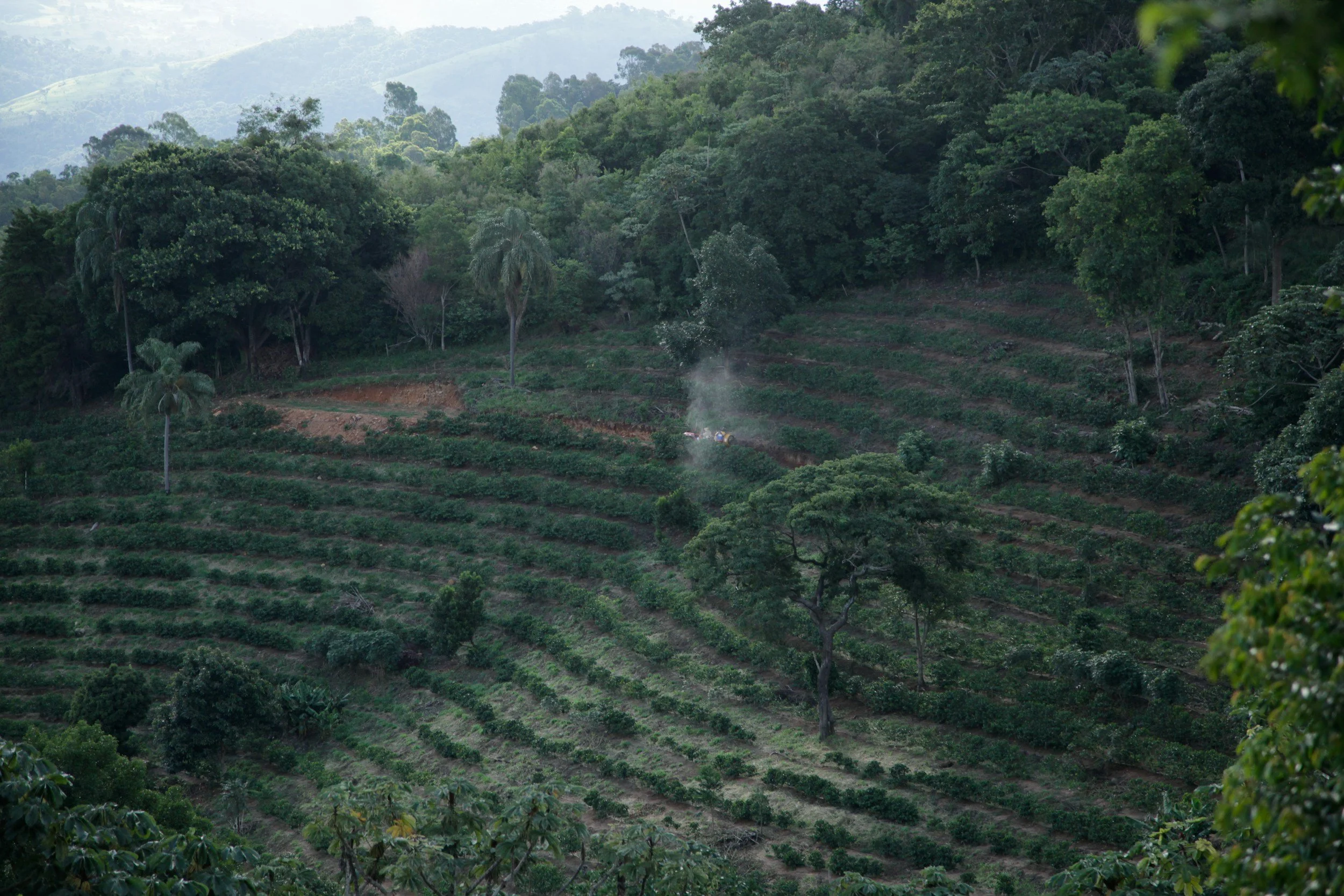 Hilly landscape with lush green trees and terraced coffee farmland, with a faint mist and a person working on the land
