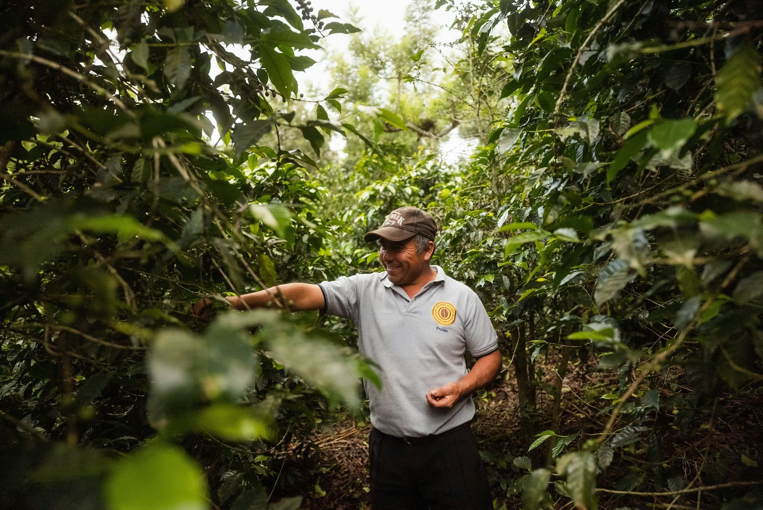 A man smiling and wearing a hat and gray polo shirt, standing among lush green coffee plants, harvesting coffee cherries in a coffee farm.