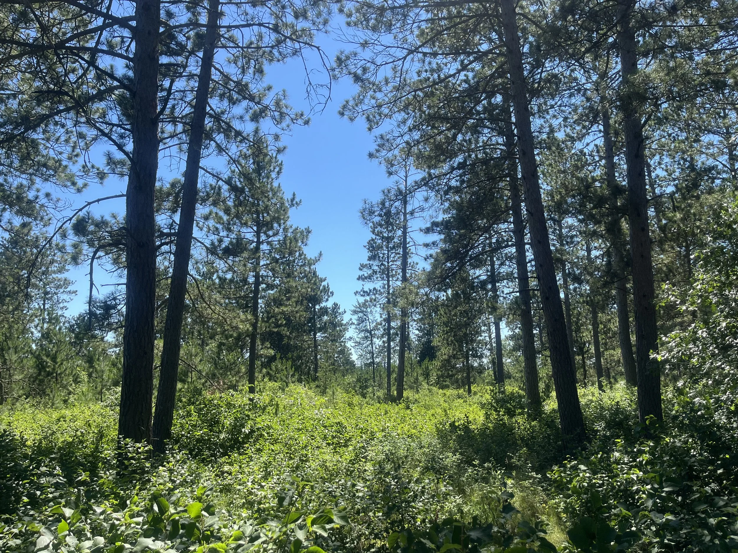 Wander & Wonder | Fridays @ 8AM | Menahga, MN