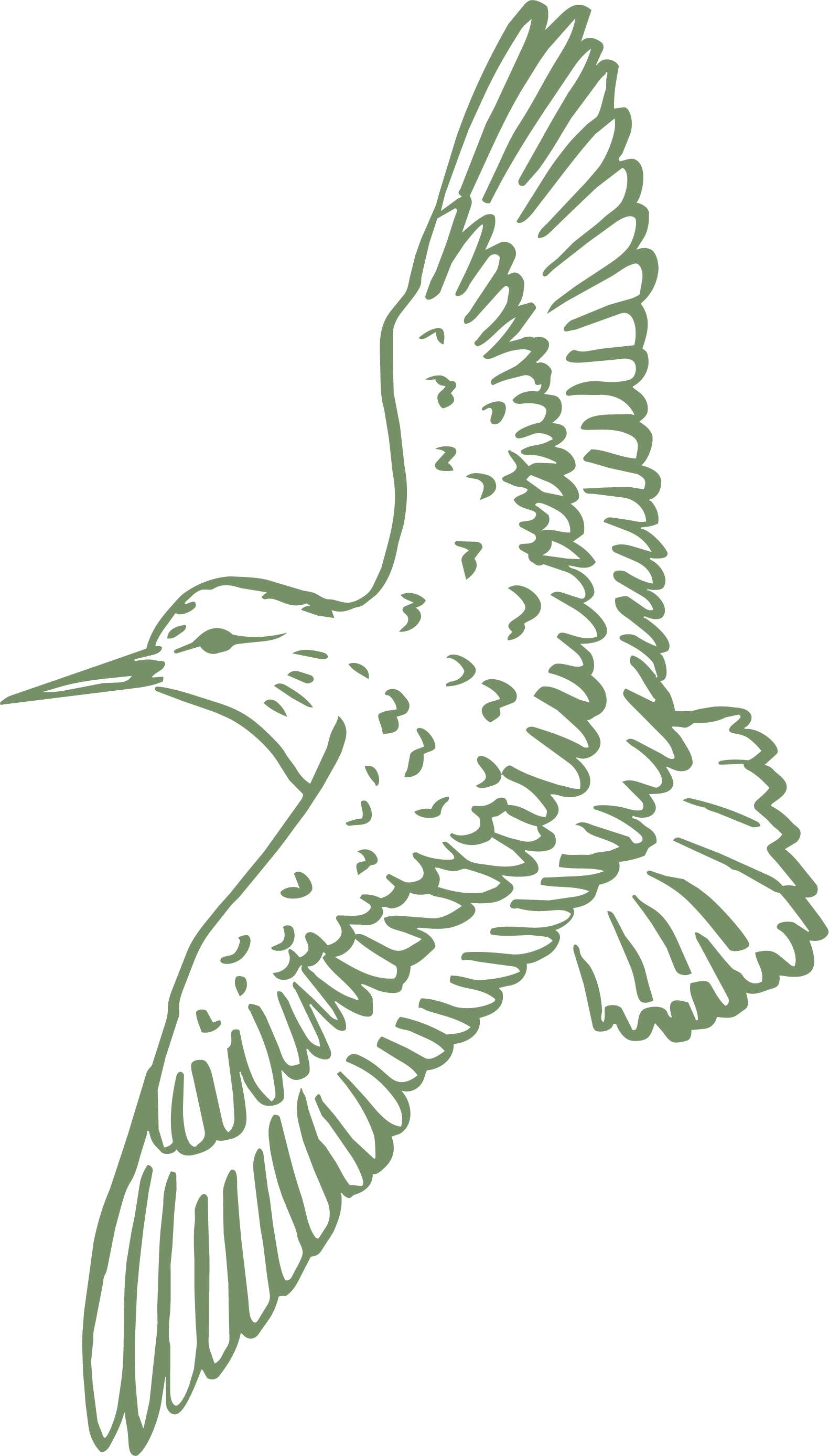 Line drawing of a bird in flight with wings spread.