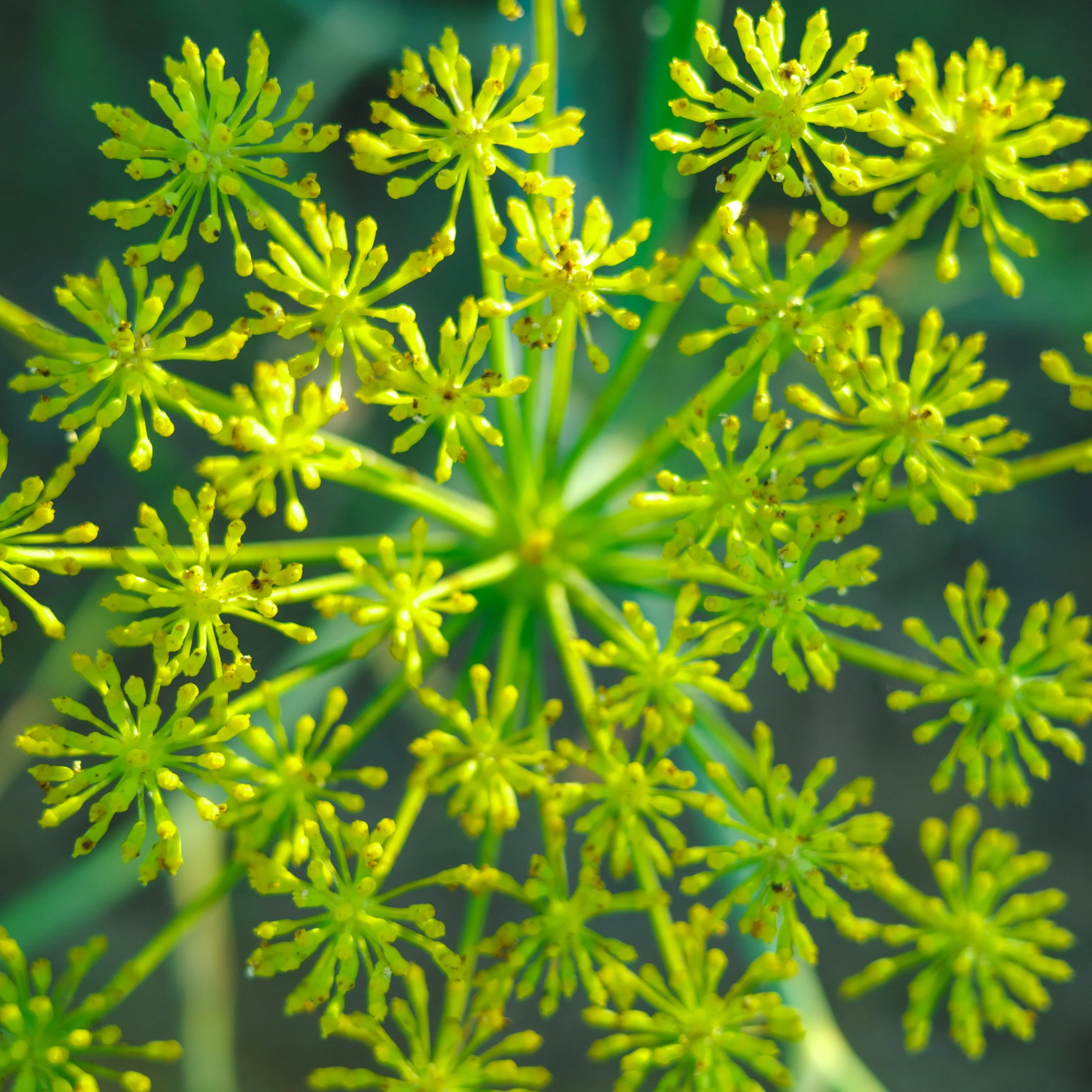 Close-up of yellow-green flower clusters with small flowers on a green background.