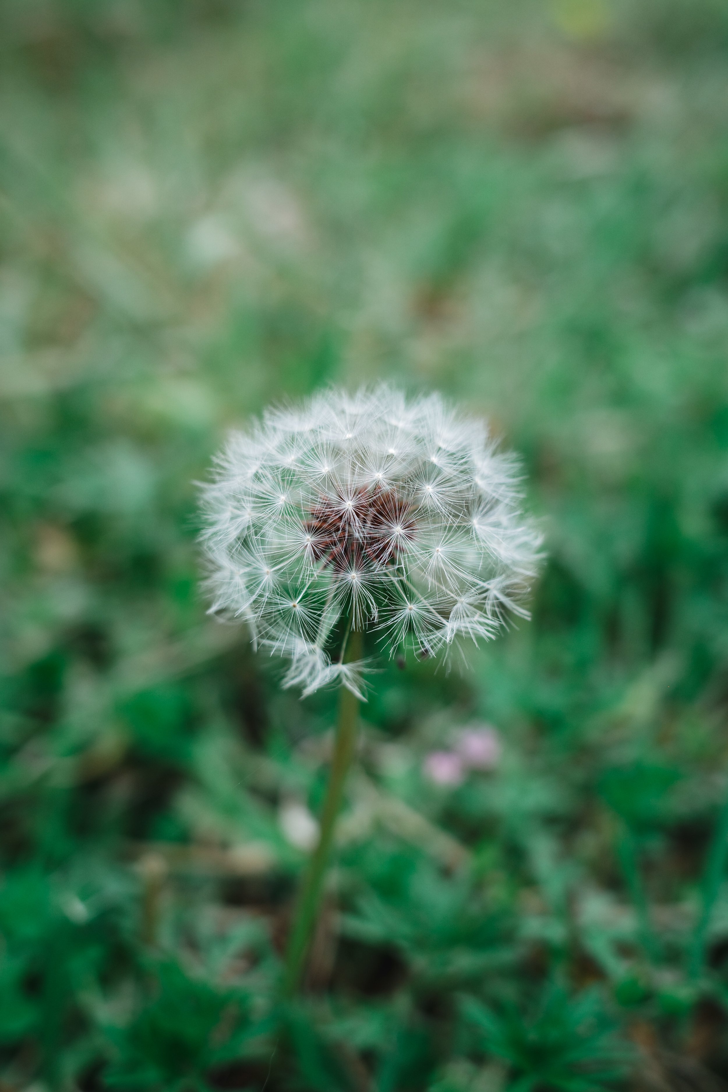 A close-up of a dandelion seed head with a blurred green background.