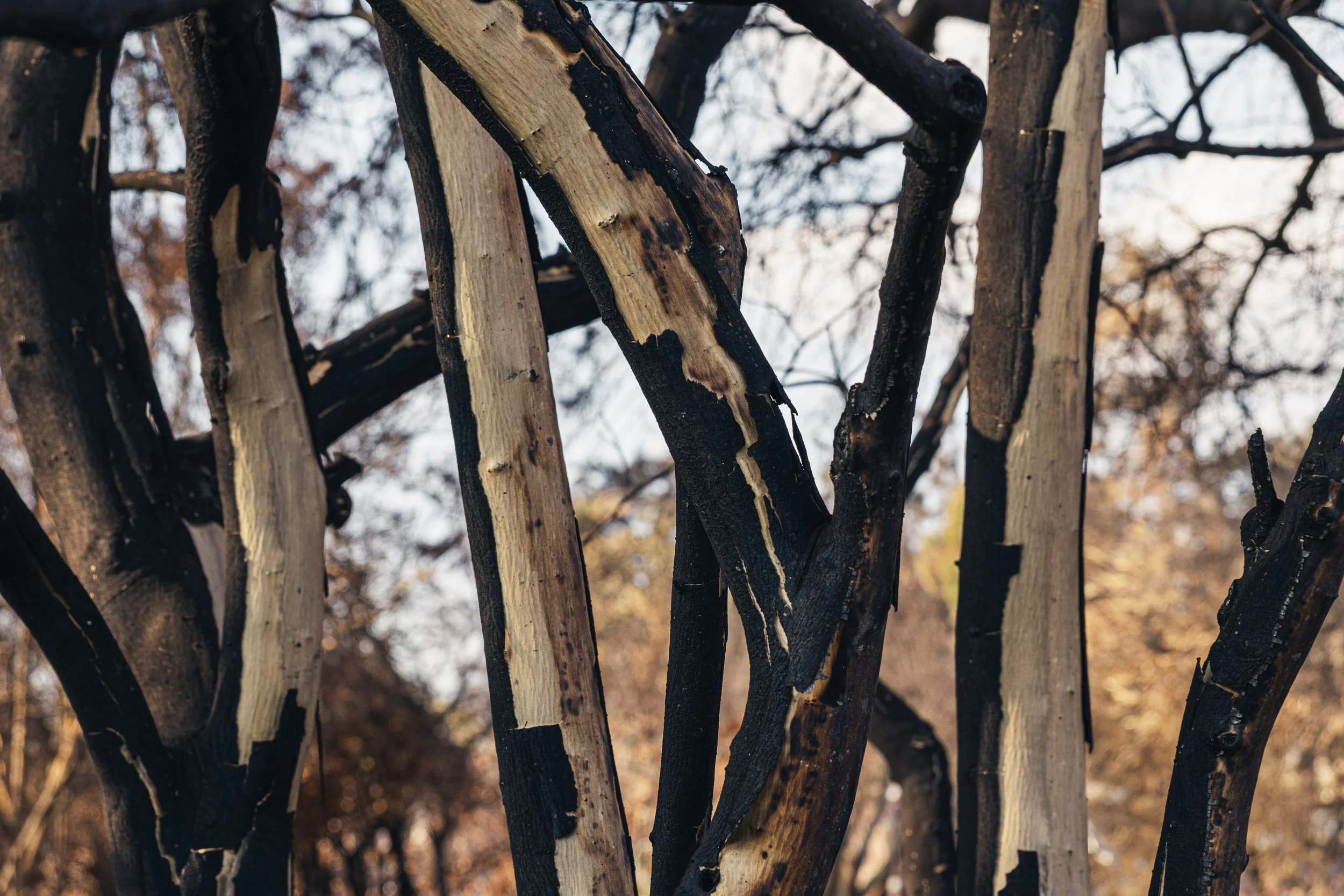 Close-up of burnt and charred tree branches with some areas of unburned bark, set against a blurred background of trees and sky.