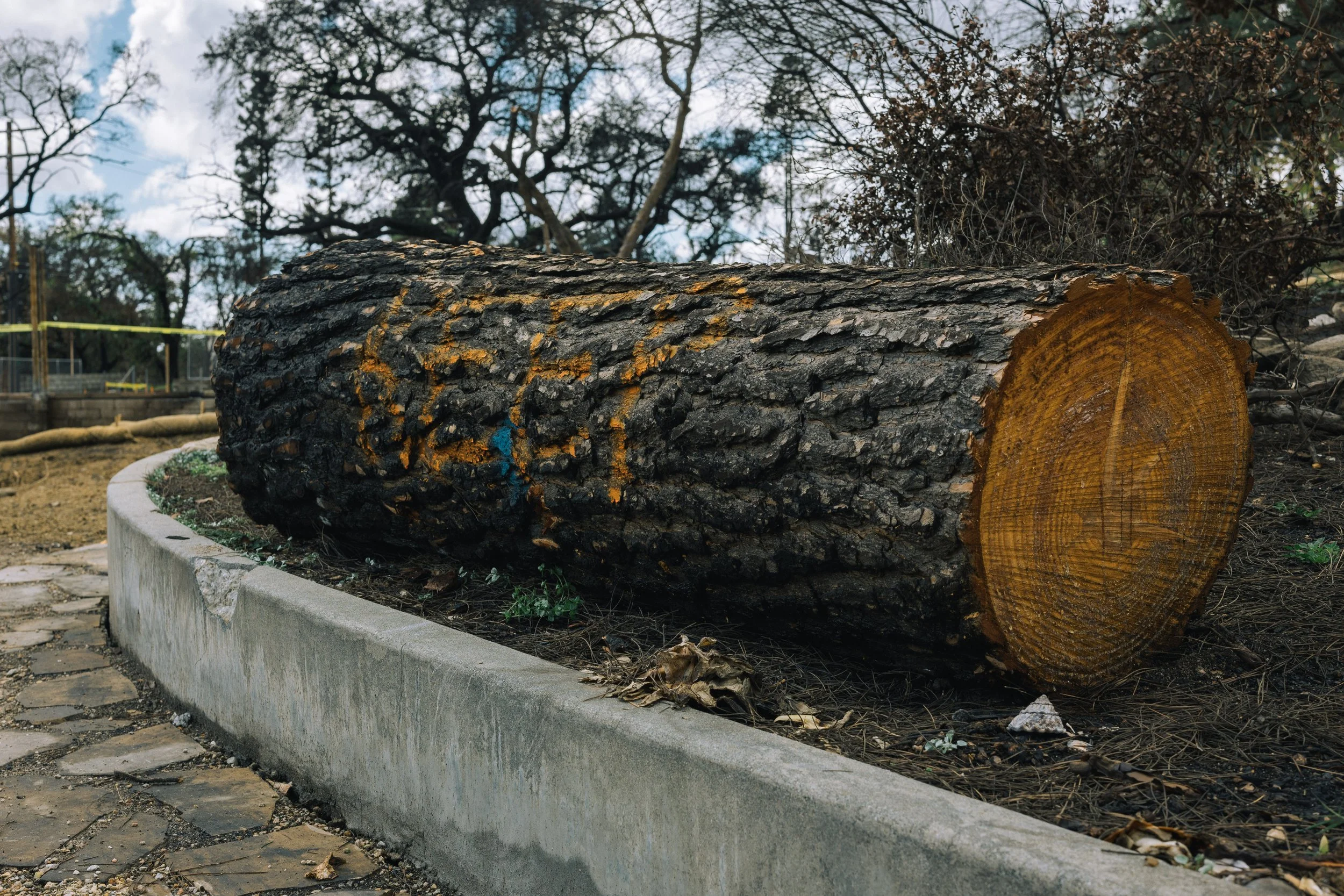 A large fallen tree trunk lies on the ground within a concrete planter, with cut surface visible. The bark is dark and textured, and there are small plants at the base of the tree. The background includes leafless trees, a cloudy sky, and a chain-lin
