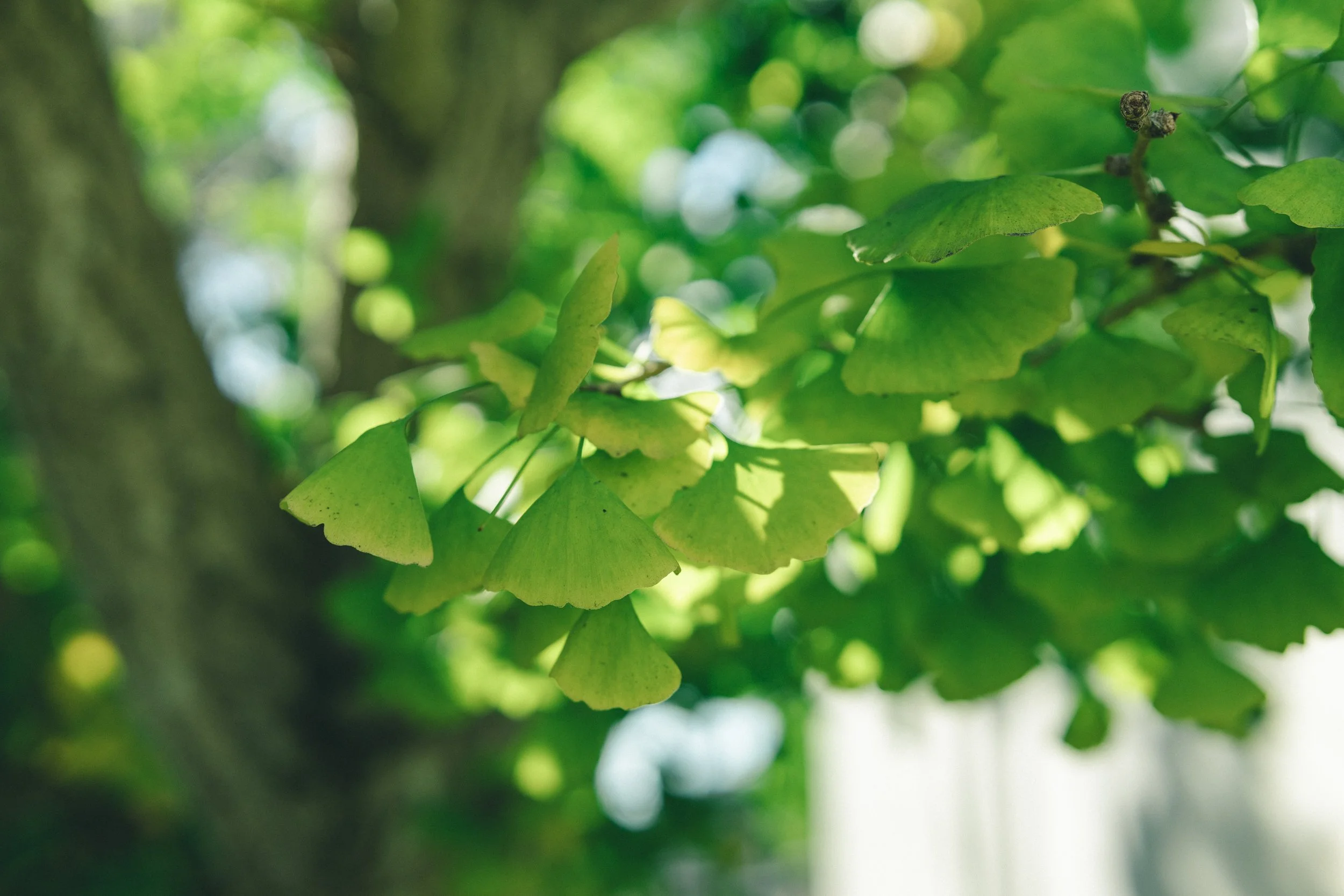 Close-up of green leaves on a tree with sunlight filtering through, creating a blurred green background.