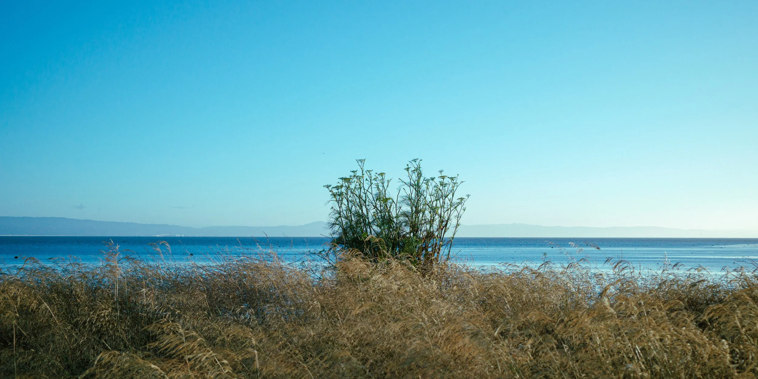 A landscape scene with tall, dry grasses in the foreground, a body of water in the middle ground, and a distant landmass or mountain range under a clear blue sky.