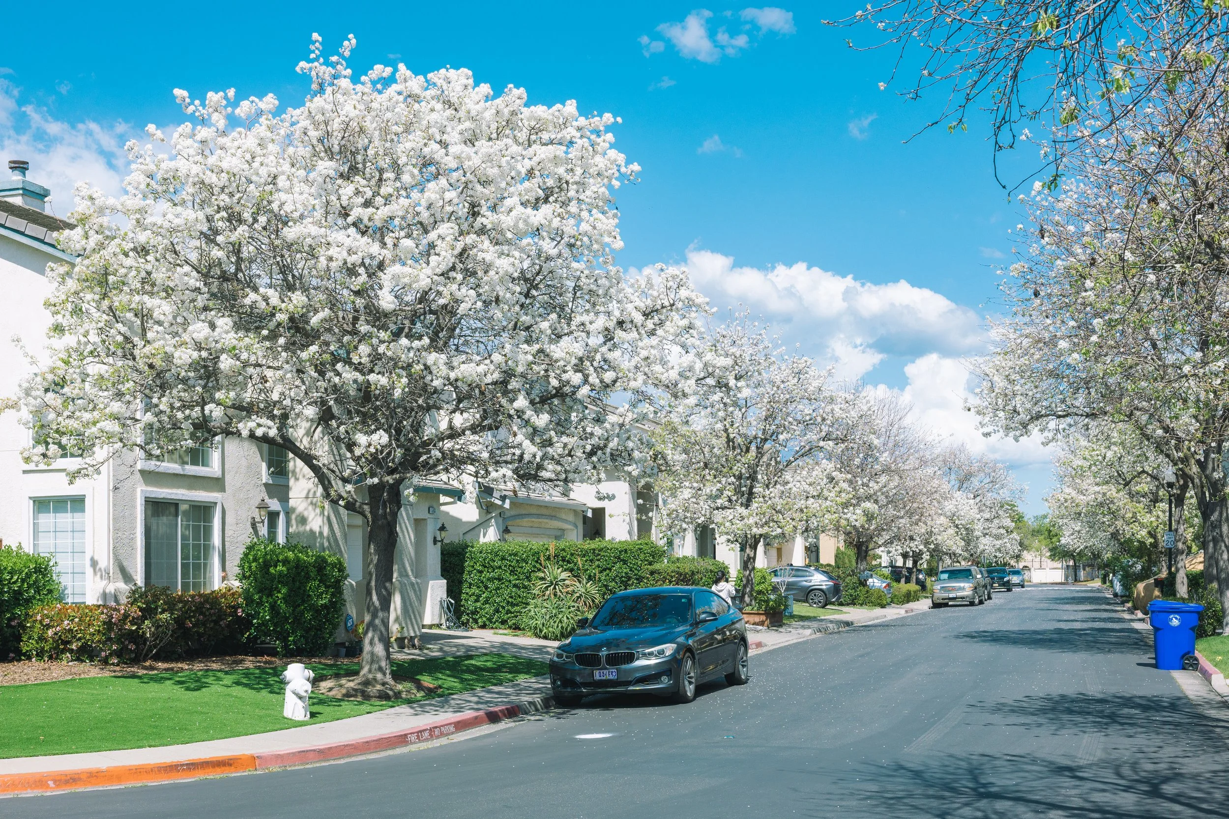 Residential neighborhood street with blooming white trees, parked cars, and houses under a blue sky with clouds.