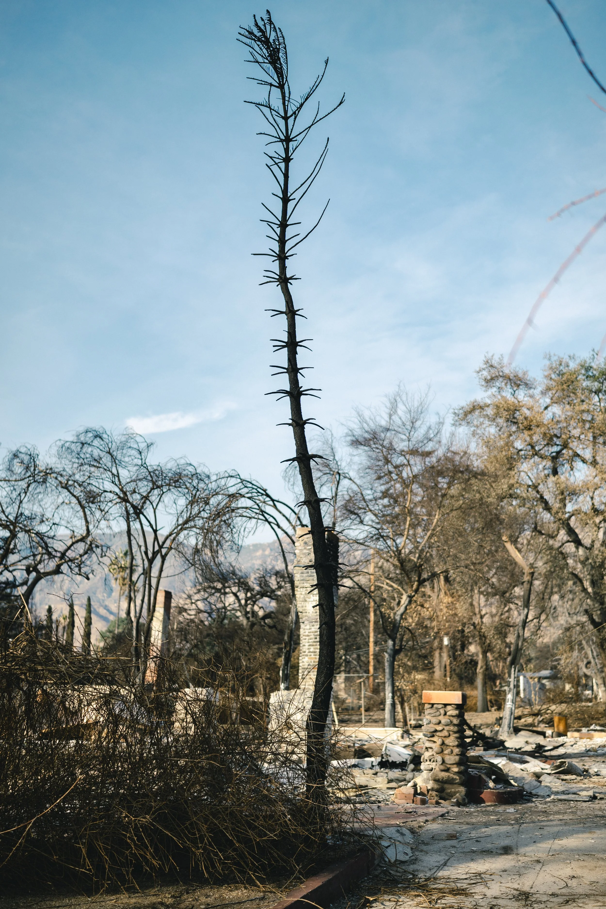 Charred tree trunks and debris indicate a fire damage site, with burnt trees and scattered ashes under a clear sky.