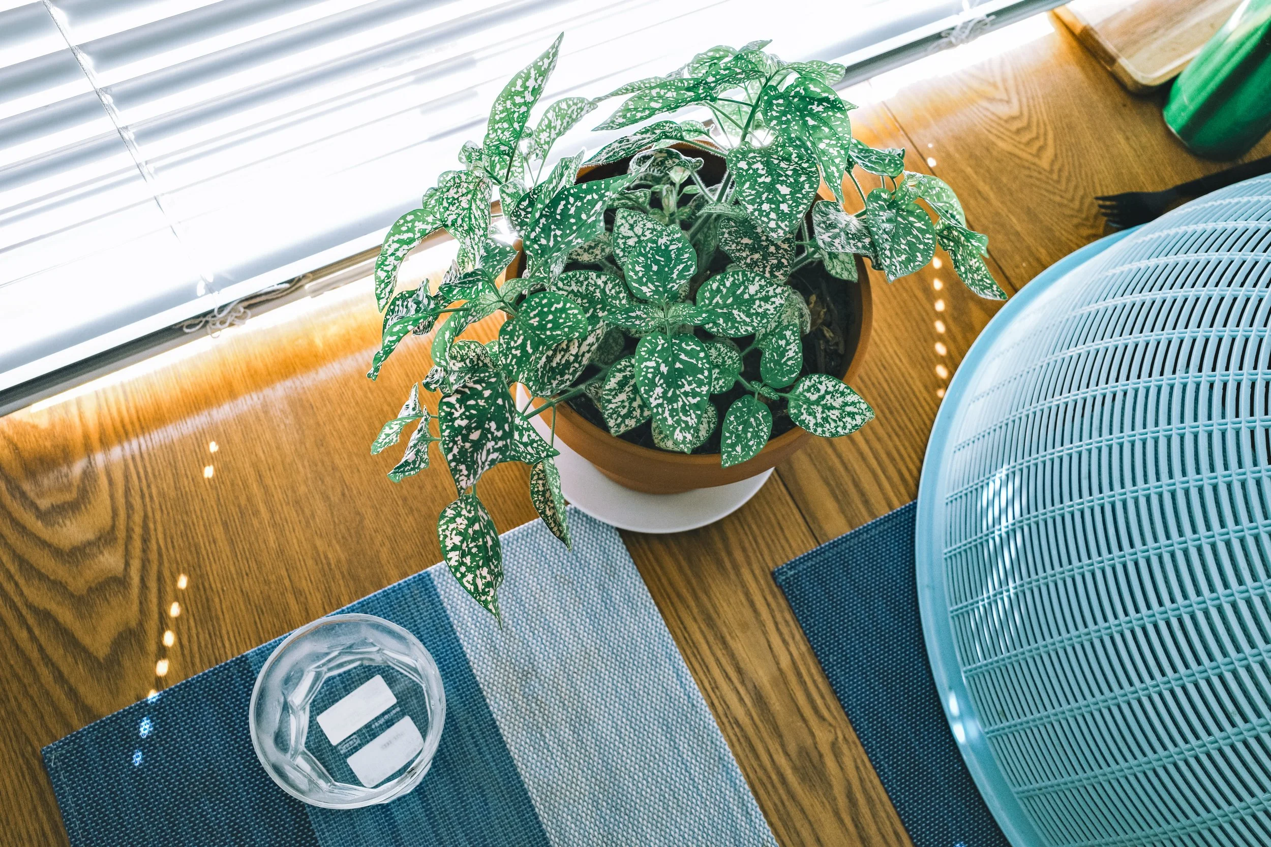 A potted green and white speckled leafy plant on a wooden table next to a white radiator heater, with blinds covering a window in the background.