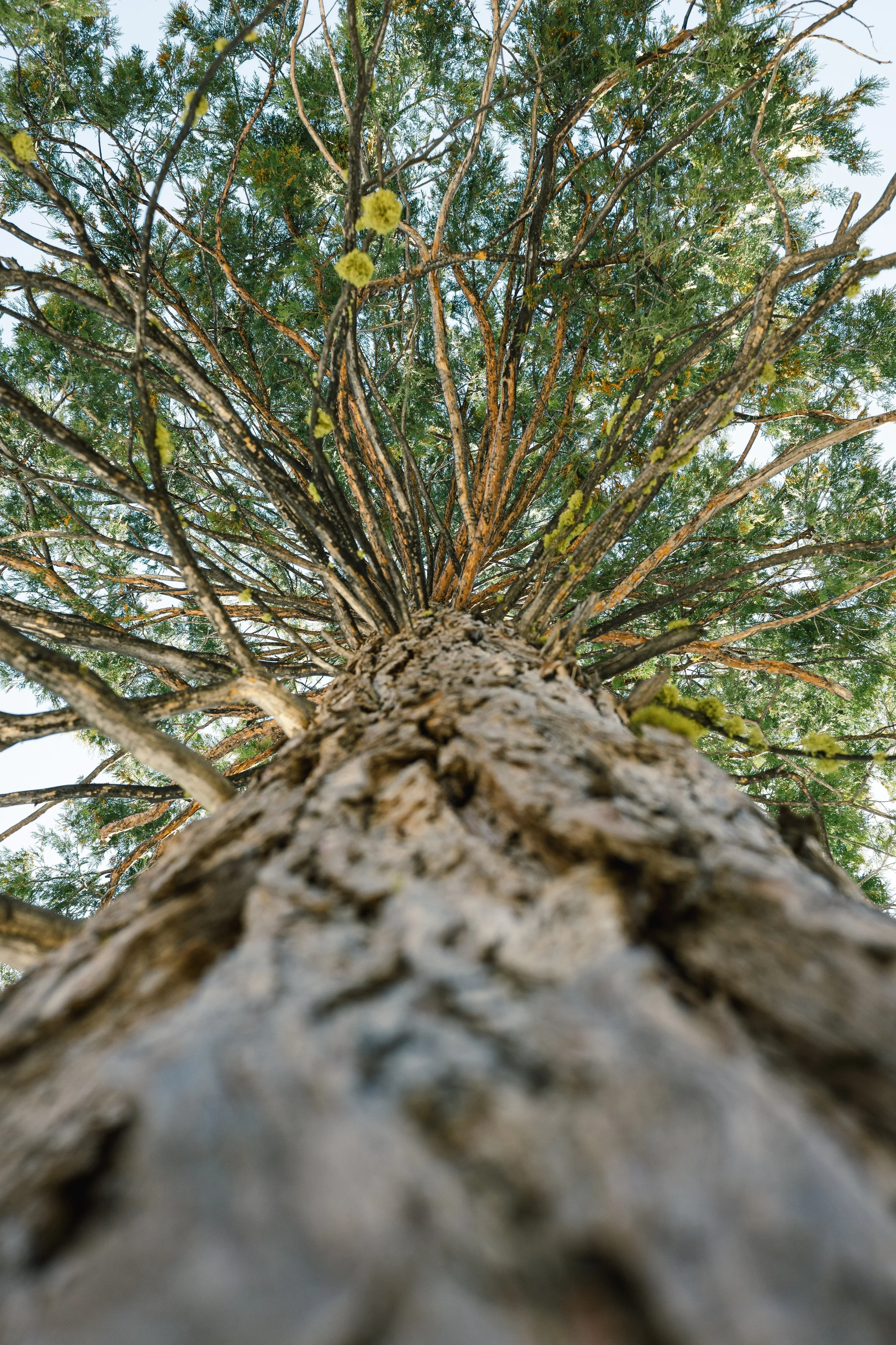 Looking up at a tall tree from the base, showing the rough bark and branches with green leaves against a clear sky.