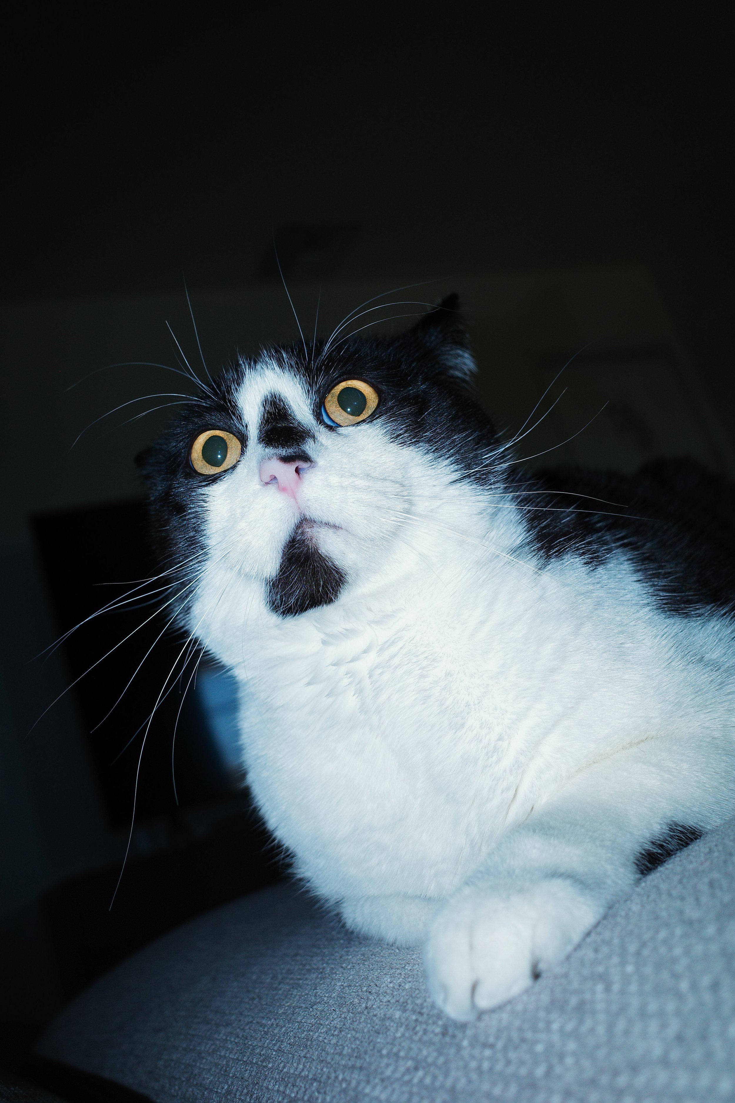 Close-up of a black and white cat with yellow eyes lying on a gray surface, looking upwards.