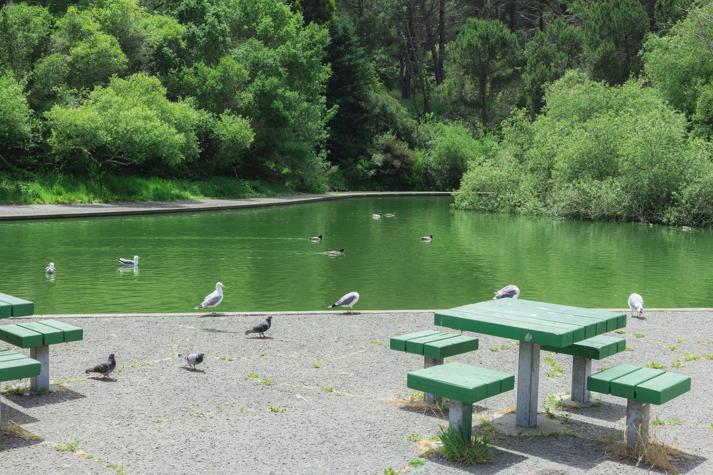 Green picnic tables near a body of water with seagulls and ducks, surrounded by dense green trees and foliage.