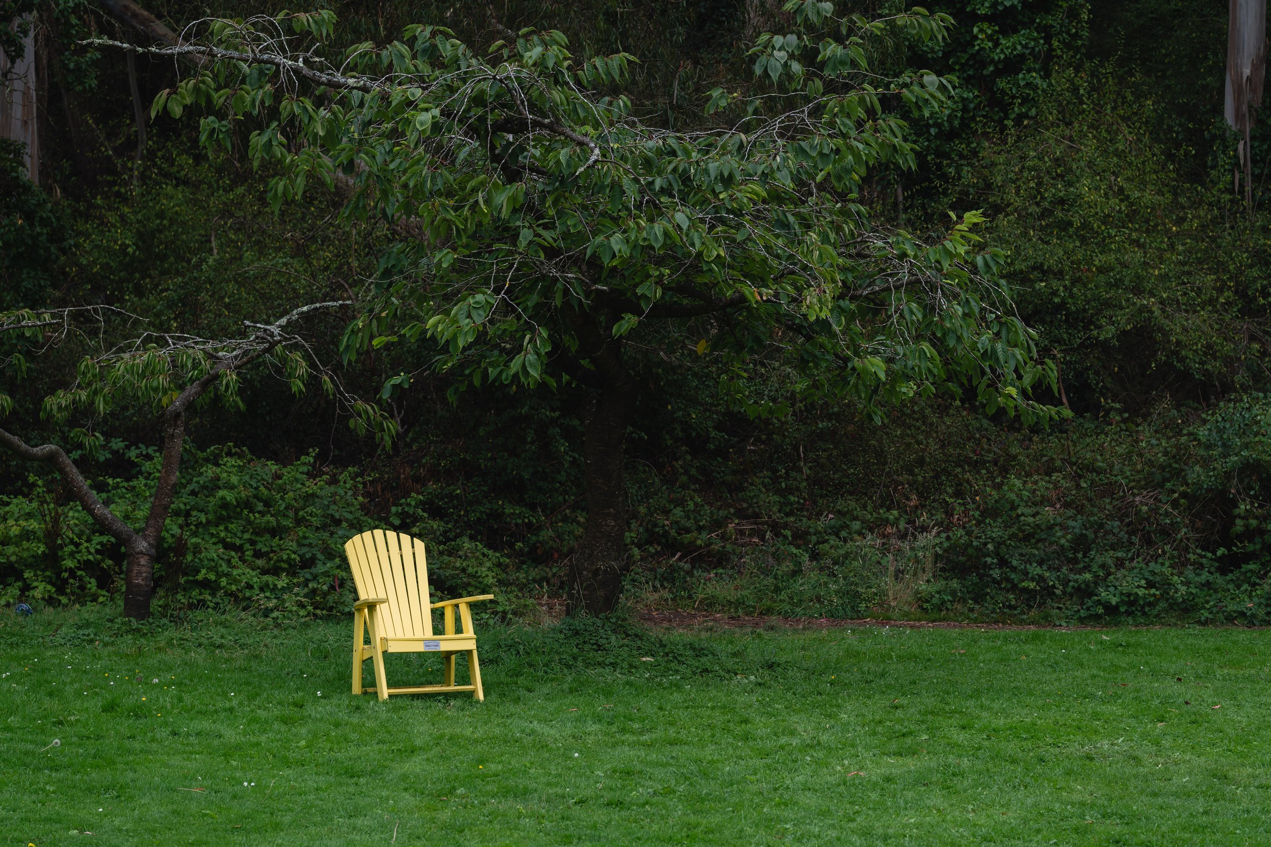 A yellow Adirondack chair in a lush green backyard with a large leafy tree and dense shrubbery in the background.