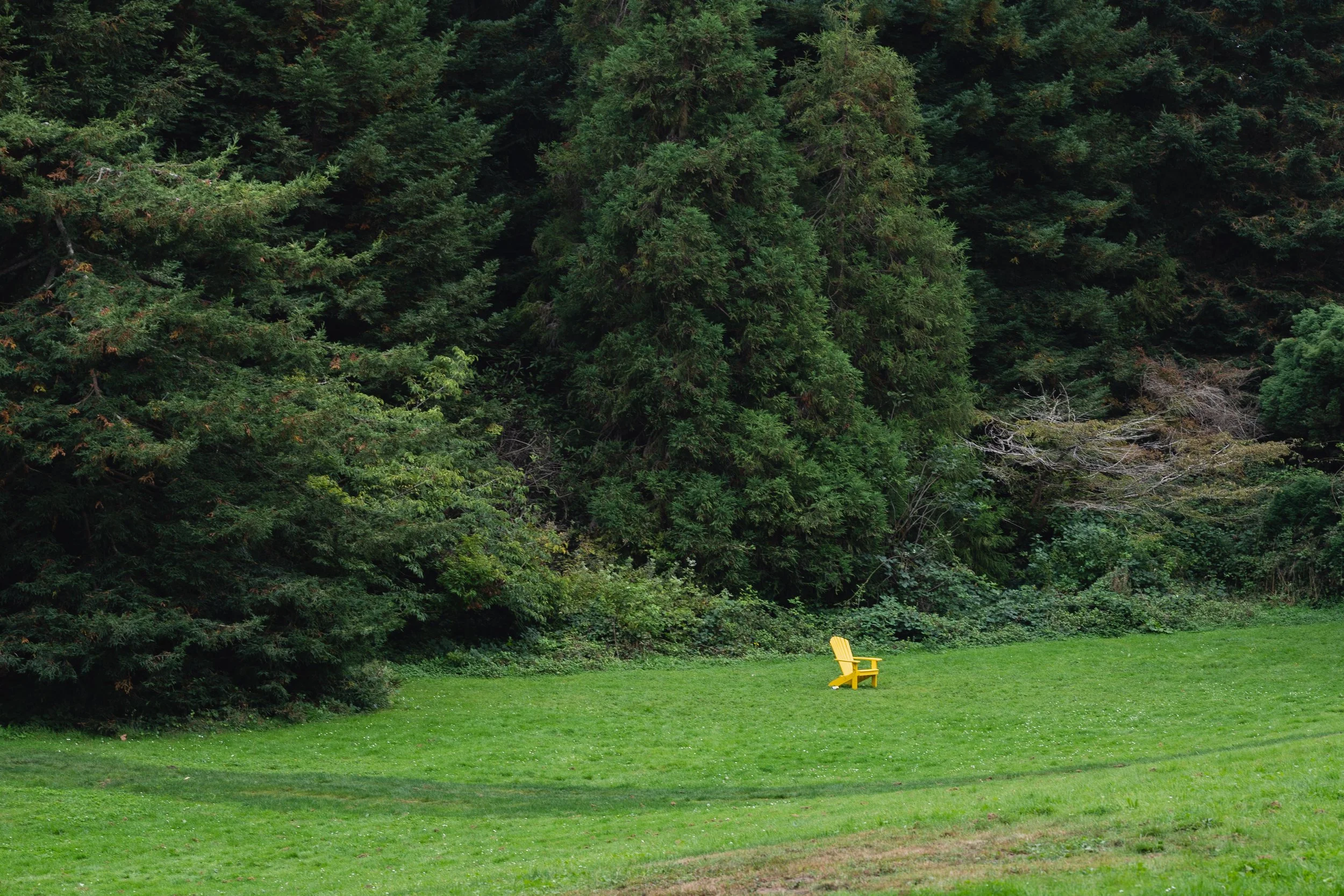 A yellow Adirondack chair on a lush green lawn next to a dense forest of tall evergreen trees.
