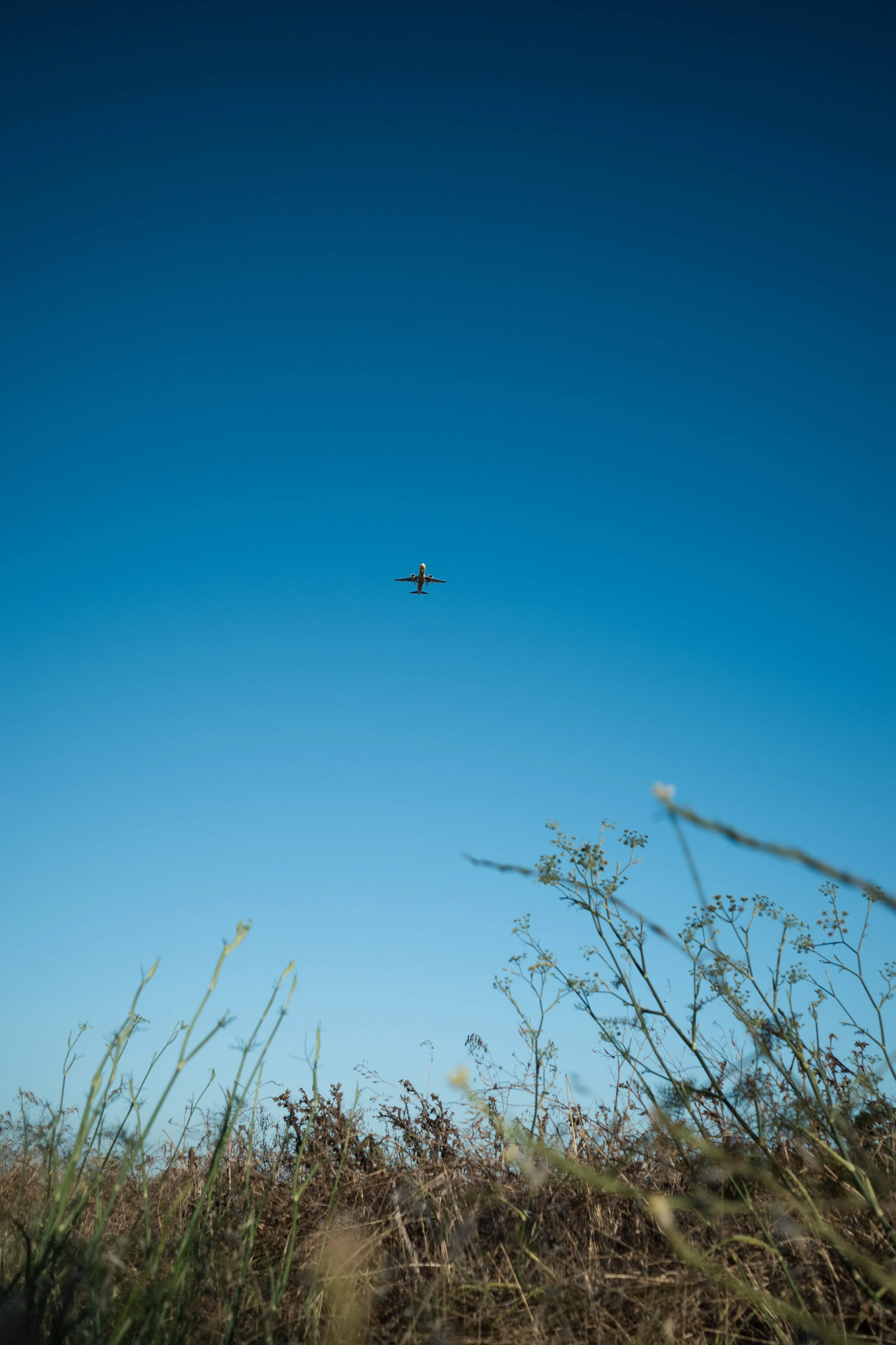 A low-angle view of a clear blue sky with an airplane flying overhead. In the foreground, there are tall grasses and dry plants.