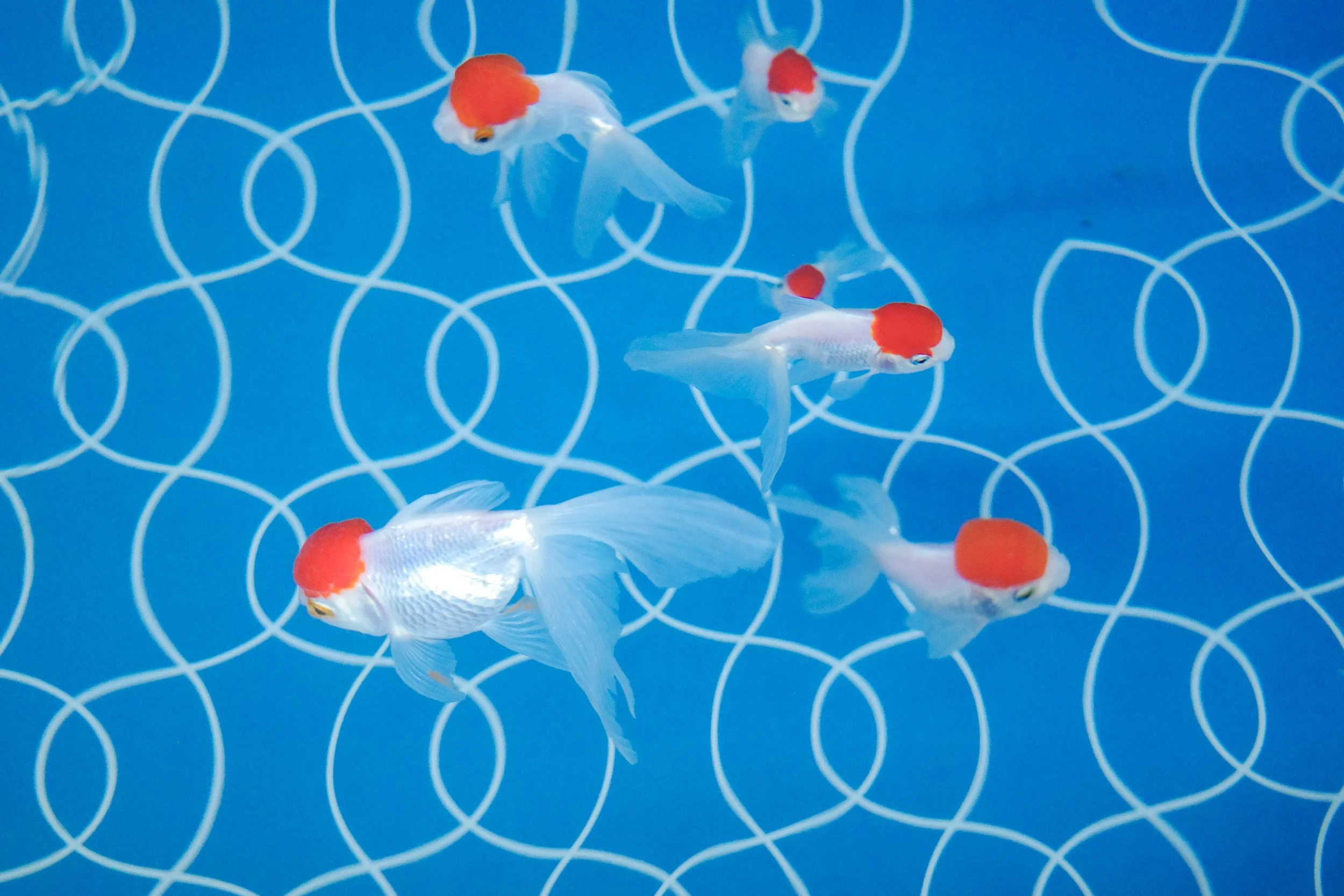 Four white goldfish with red crowns swimming in a blue tank with a white circular pattern on the bottom.