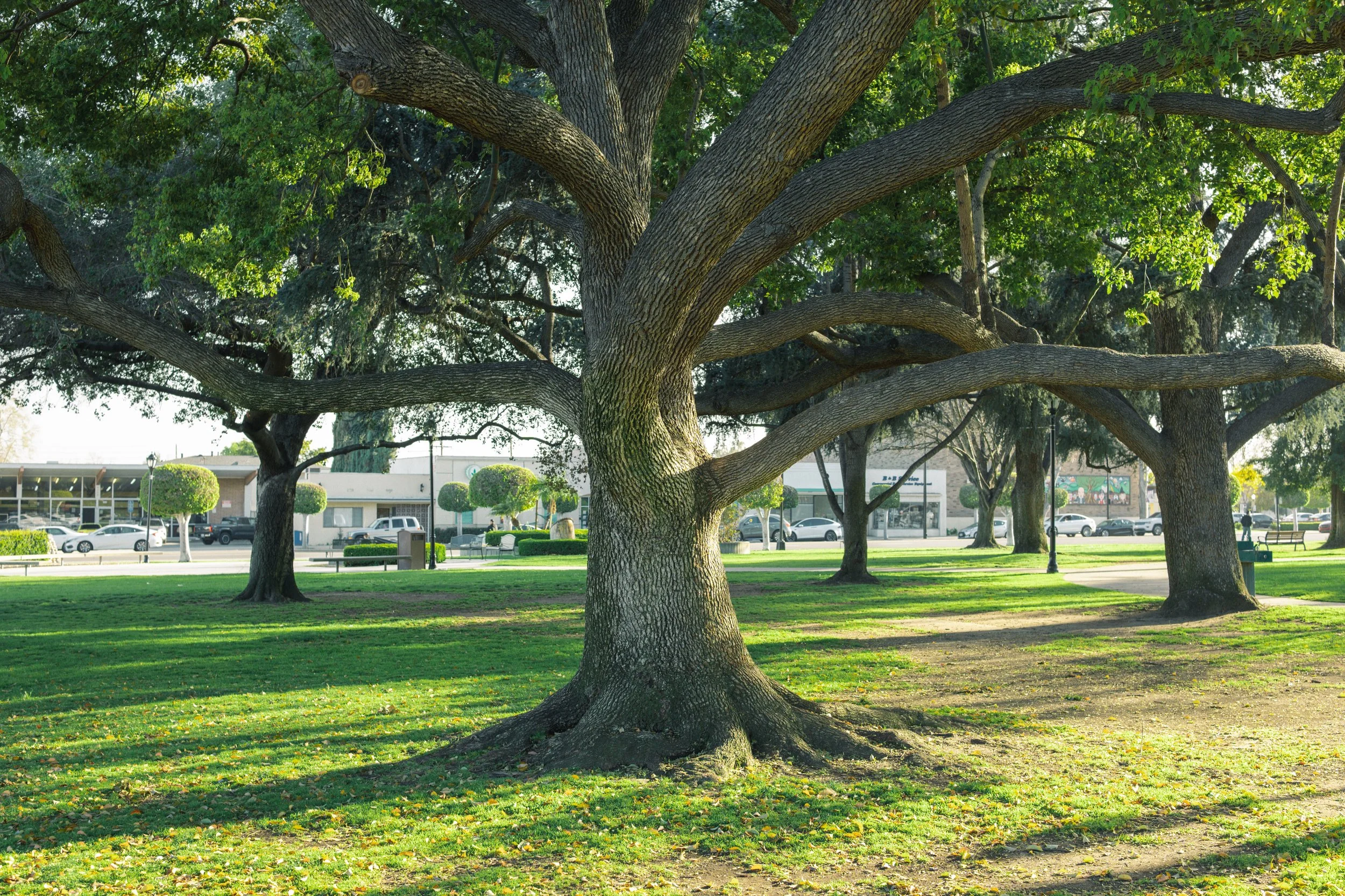 A large tree with a thick trunk and sprawling branches in a park, with some buildings and parked cars visible in the background.