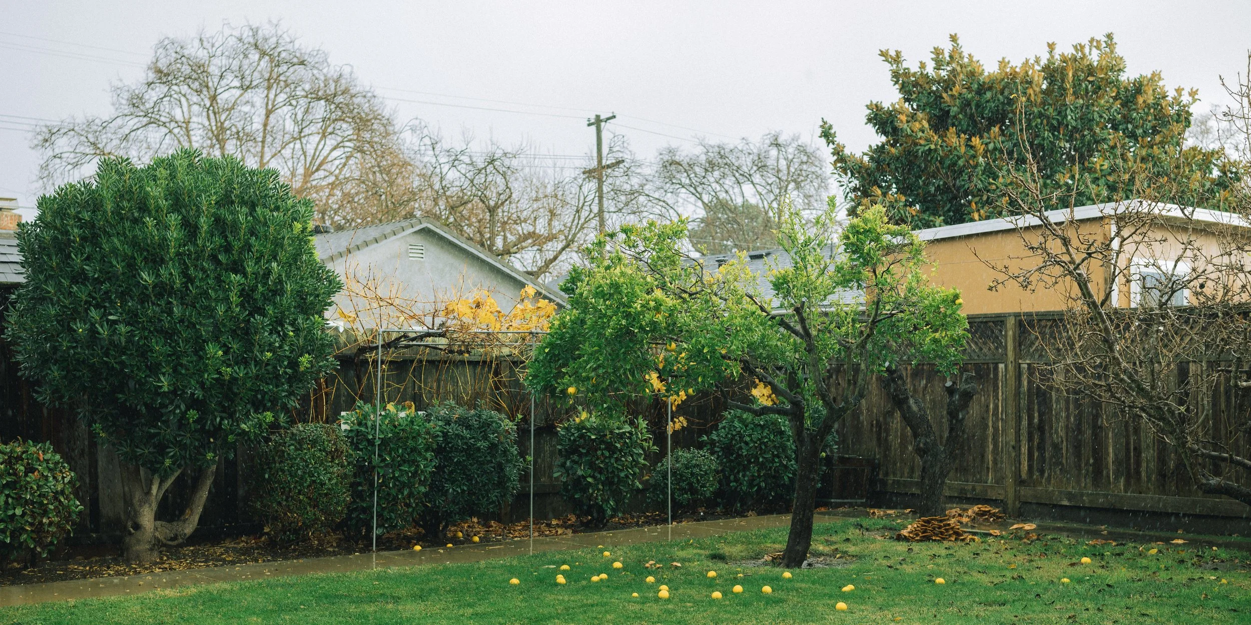A backyard garden scene on a rainy day with a wet lawn, various green trees, and a wood fence. Yellow lemons are scattered on the ground and some are hanging on the trees. In the background, houses with gray roofs and leafless trees are visible under