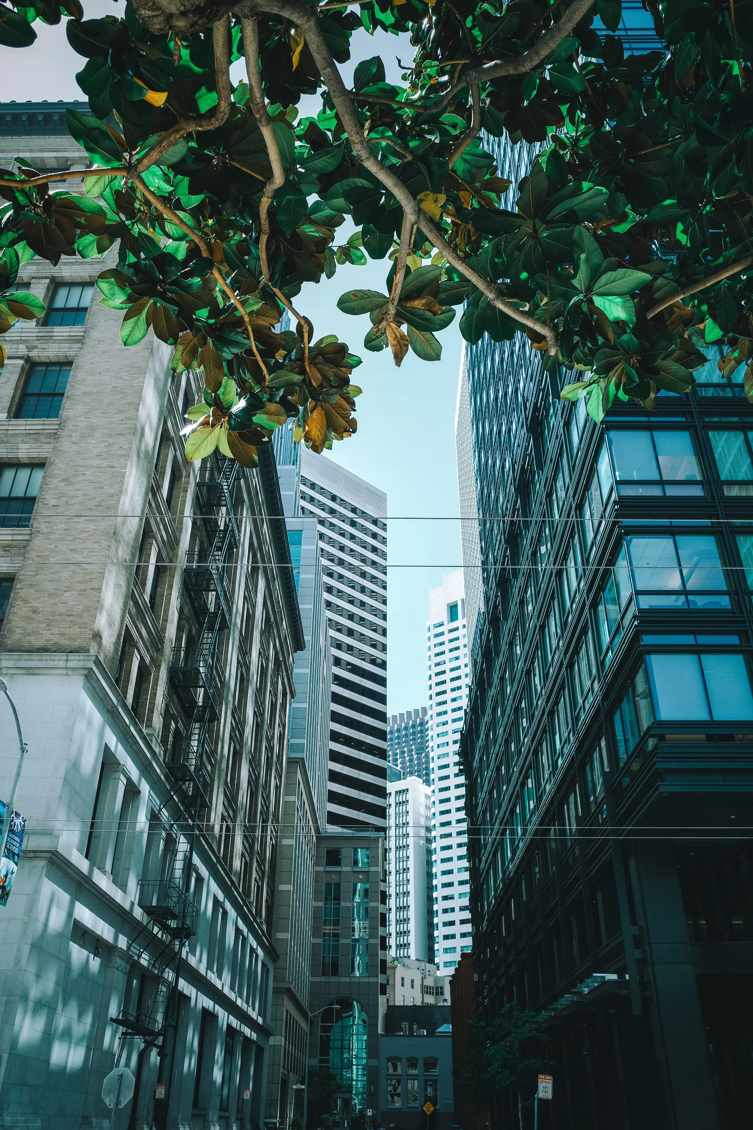 A narrow city alleyway between tall modern glass and older concrete buildings, with a tree's green leaves visible at the top and sunlight filtering through the sky above.
