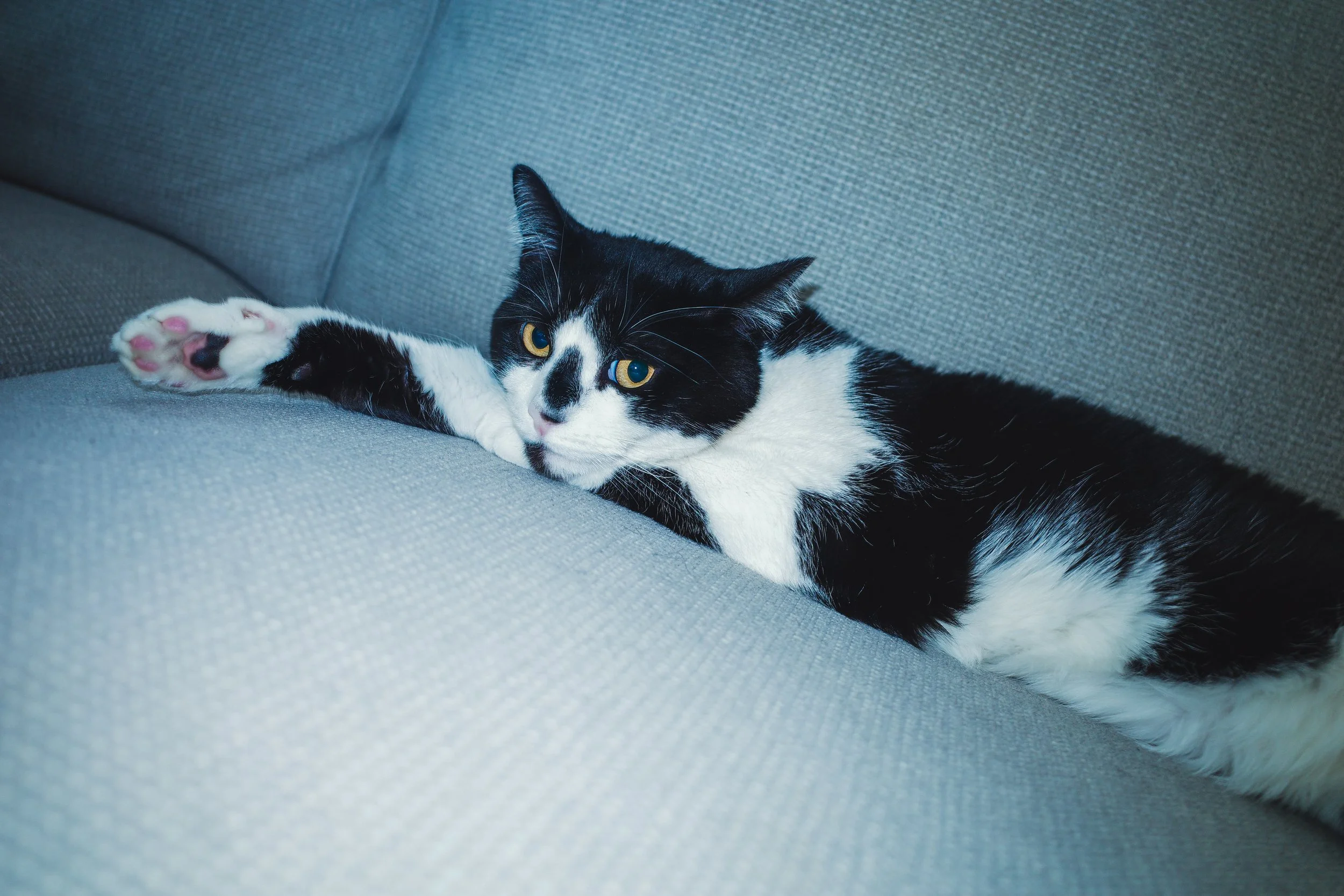 A black and white cat lying on a gray fabric sofa, stretching one of its front paws, with bright yellow eyes looking at the camera.