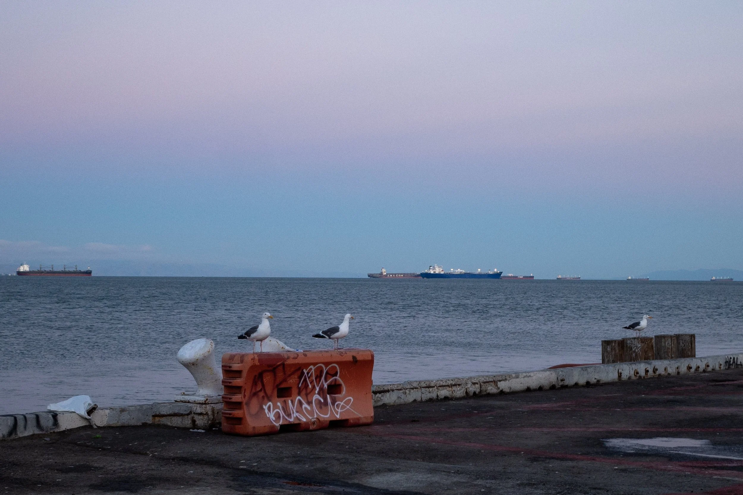 Seagulls perched on a concrete barrier by the water, with ships in the distance under a cloudy sky.