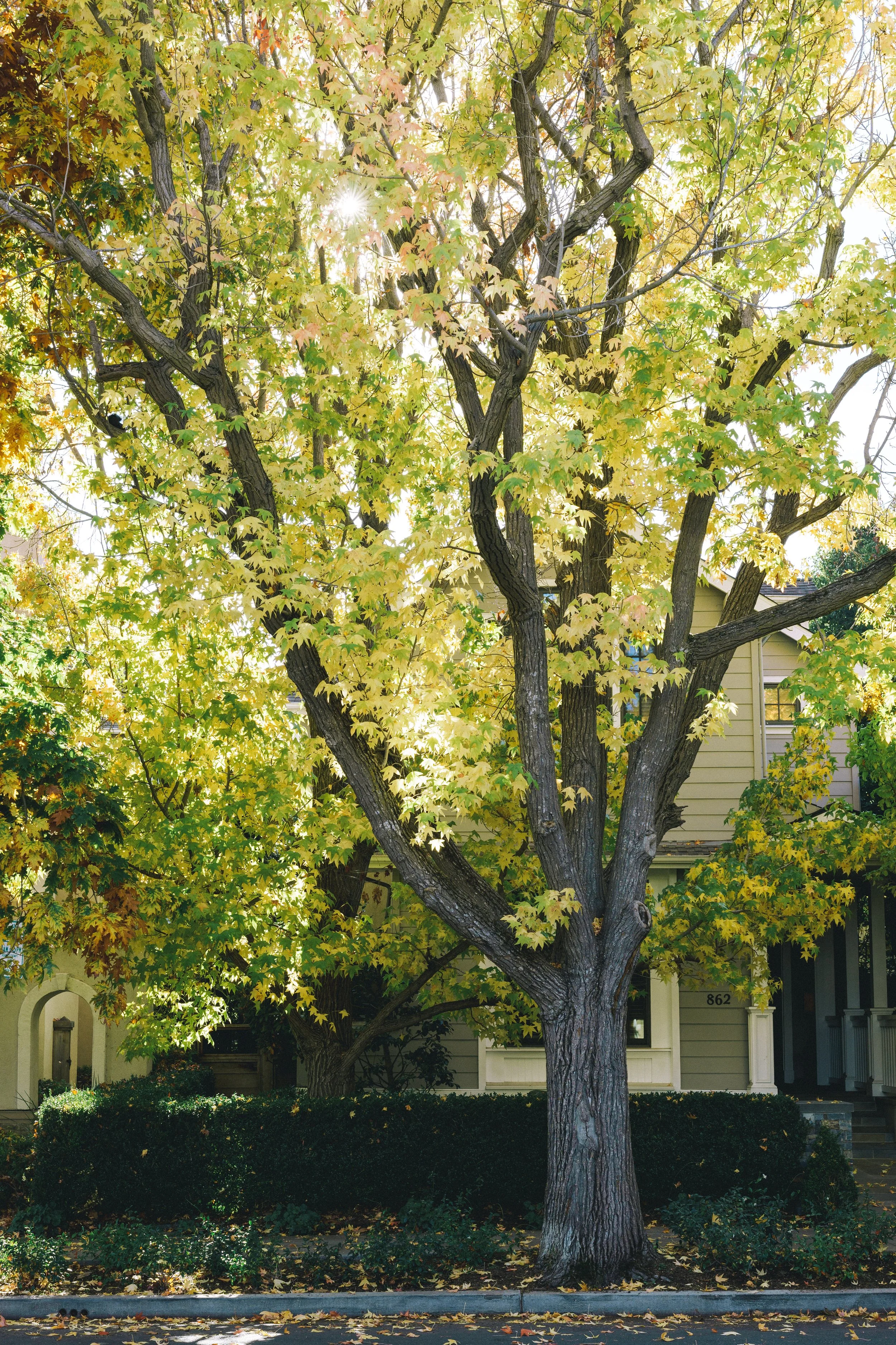 A large tree with green and yellow leaves in front of a residential house during autumn. Sunlight filters through the branches and leaves.