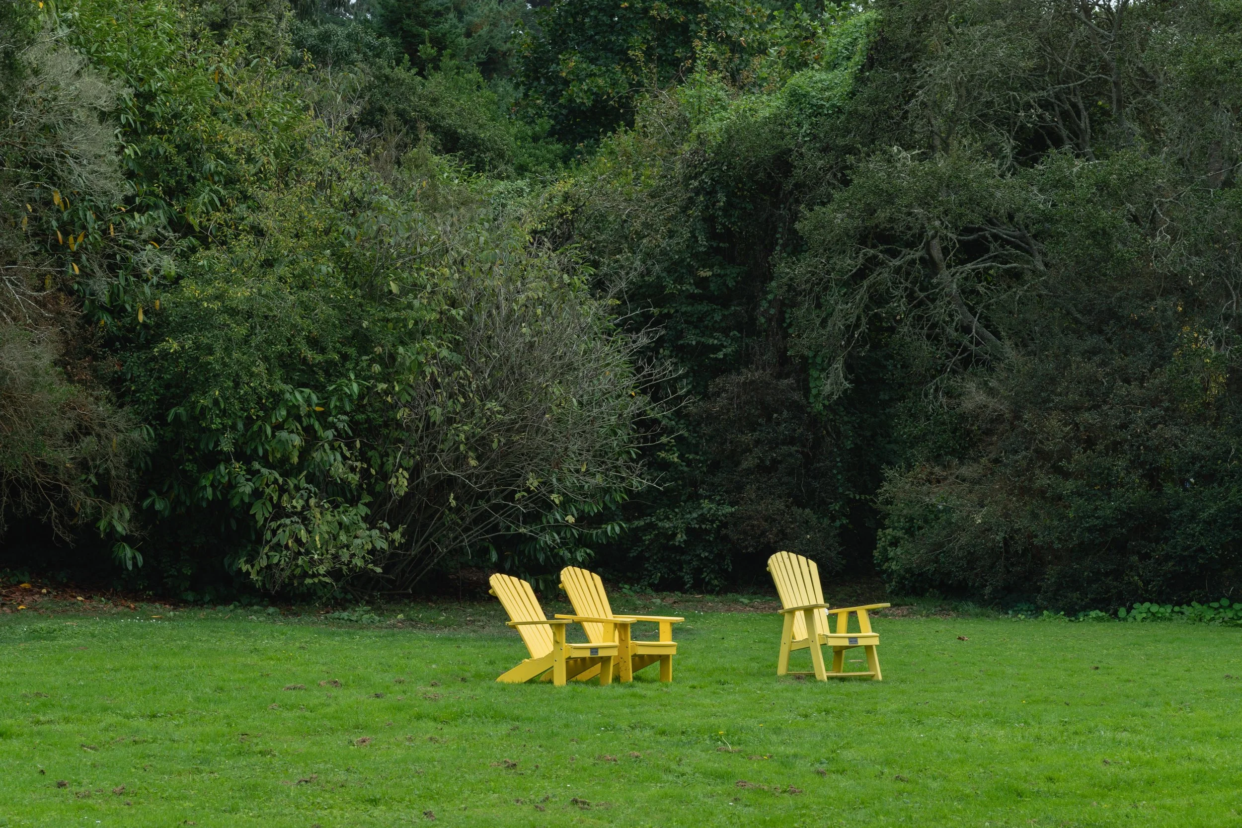 A row of yellow Adirondack chairs on a grassy lawn near a dense green forest.