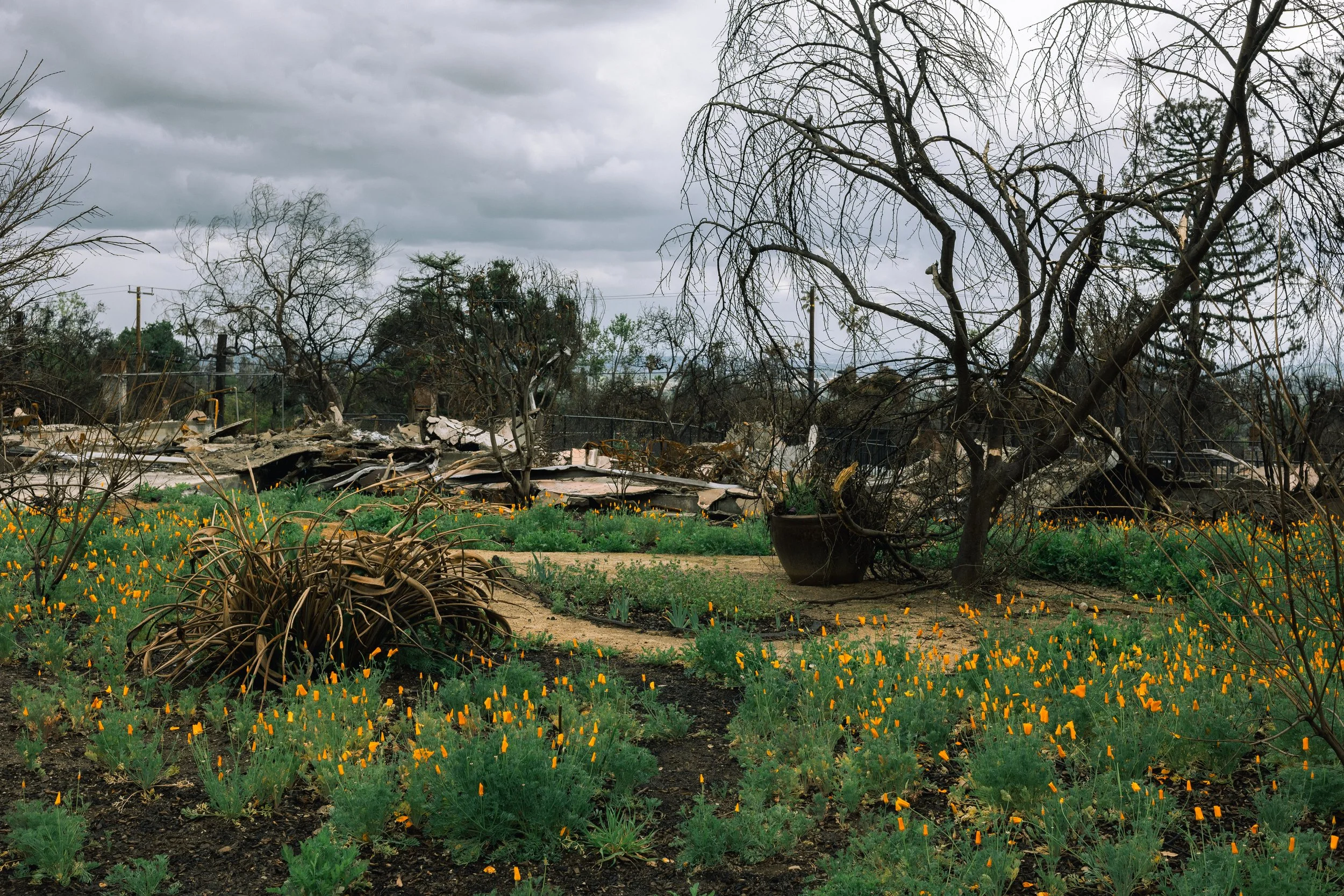 A residential backyard after a wildfire, showing damaged trees, a collapsed structure, and blooming orange flowers with overcast gray skies.