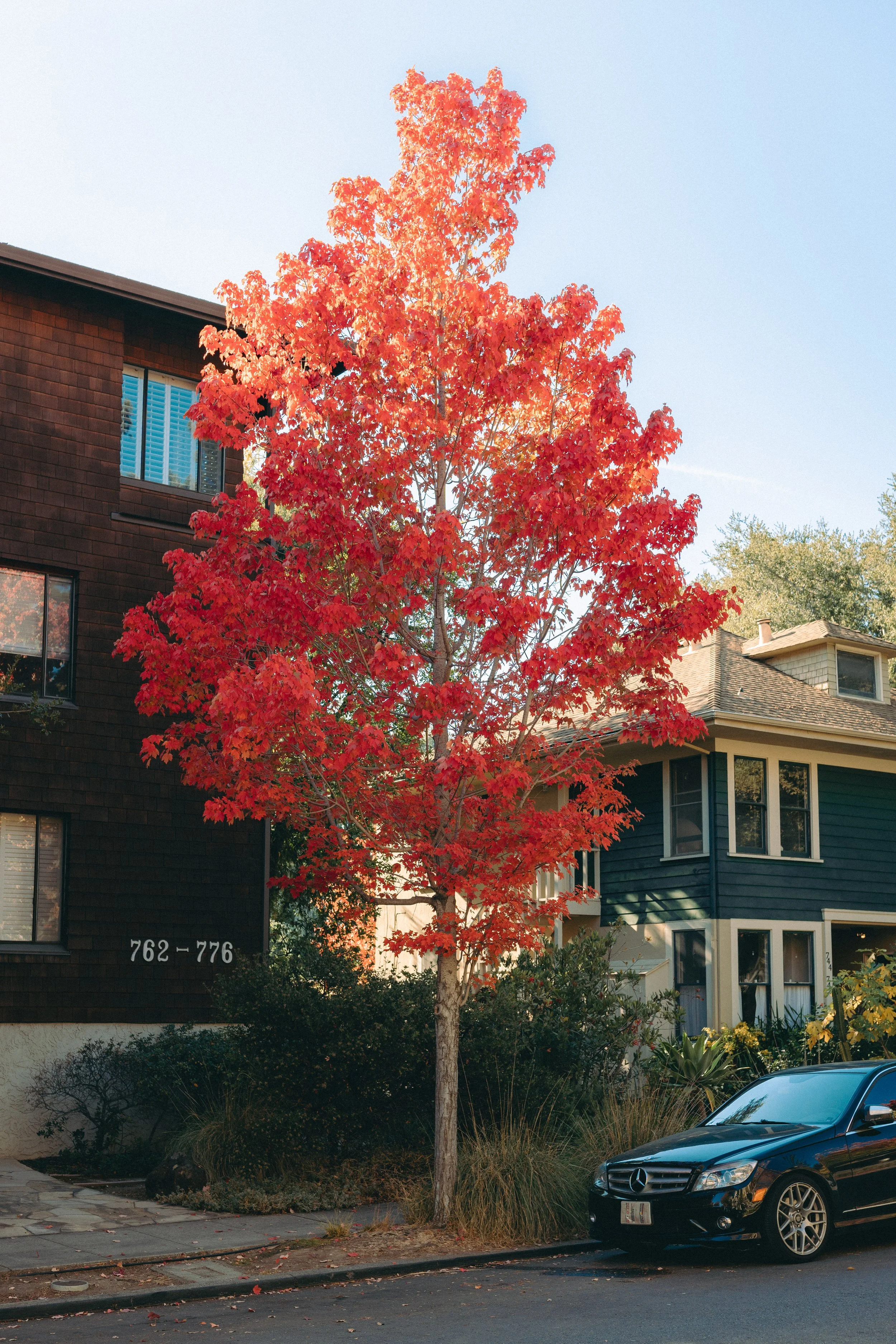 A vibrant red maple tree in front of residential buildings during fall, with a black Mercedes-Benz parked at the curb and the house number 762-776 visible.