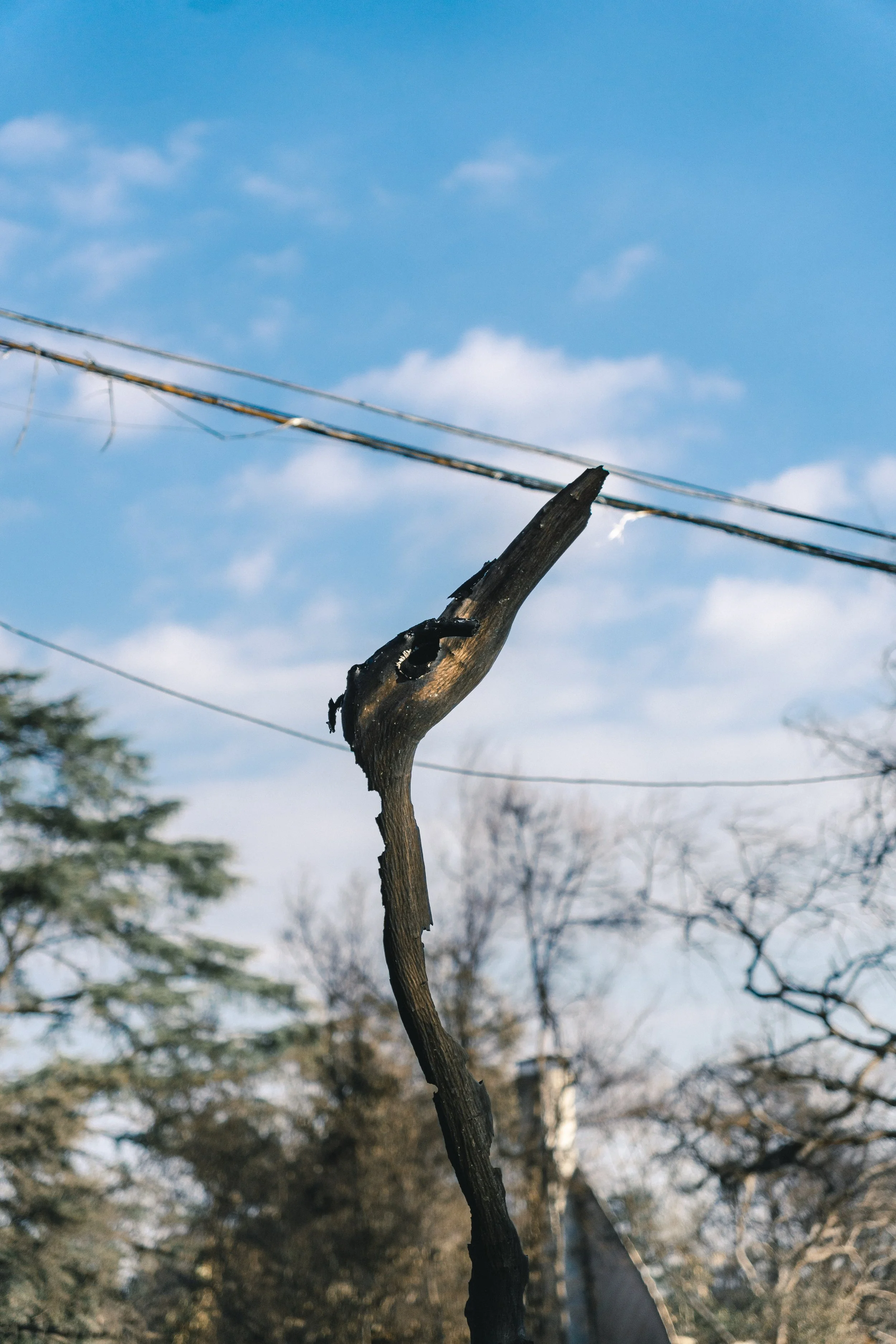 A damaged tree branch with a part of the branch burnt and broken, with power lines in the background and cloudy sky.