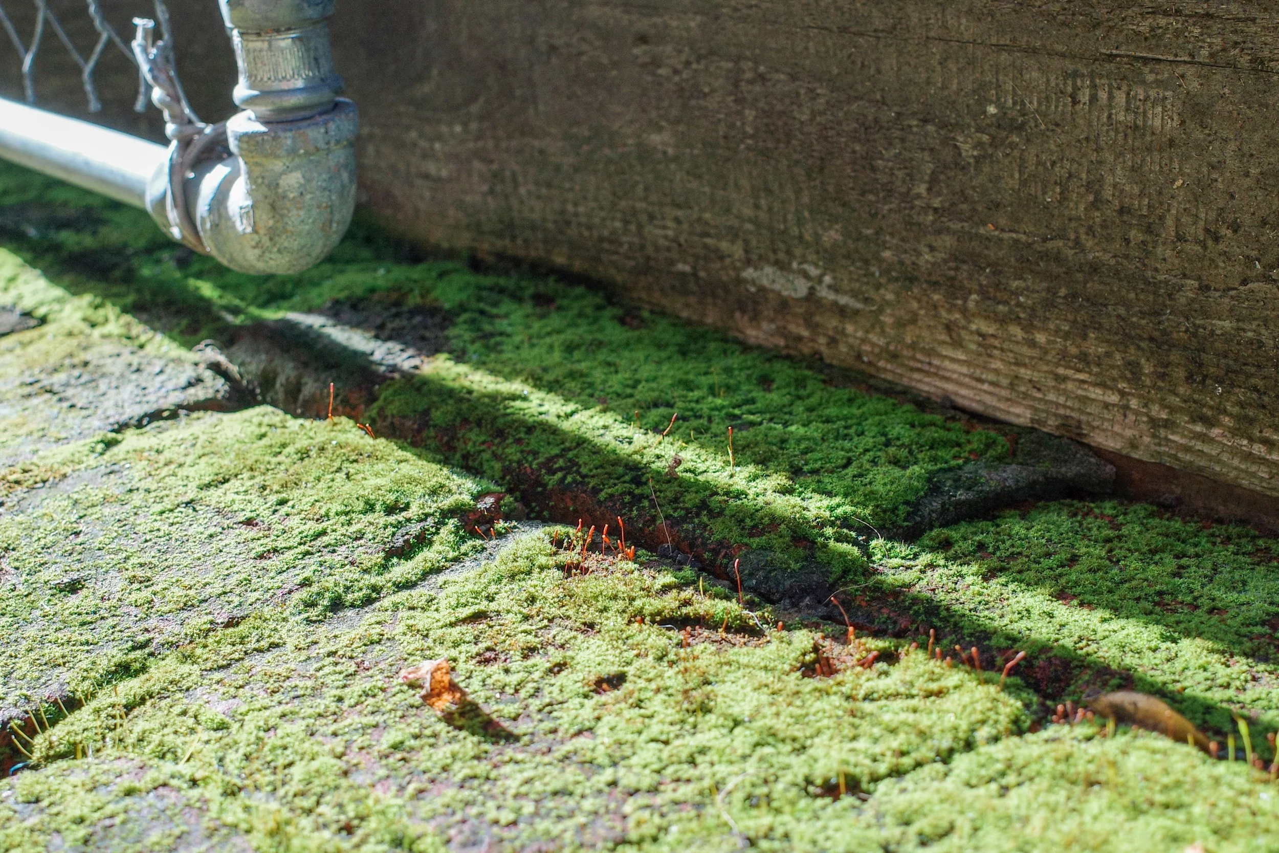 Close-up of a metal outdoor faucet attached to a concrete wall, with moss and small red sprouts growing on a moss-covered surface below.