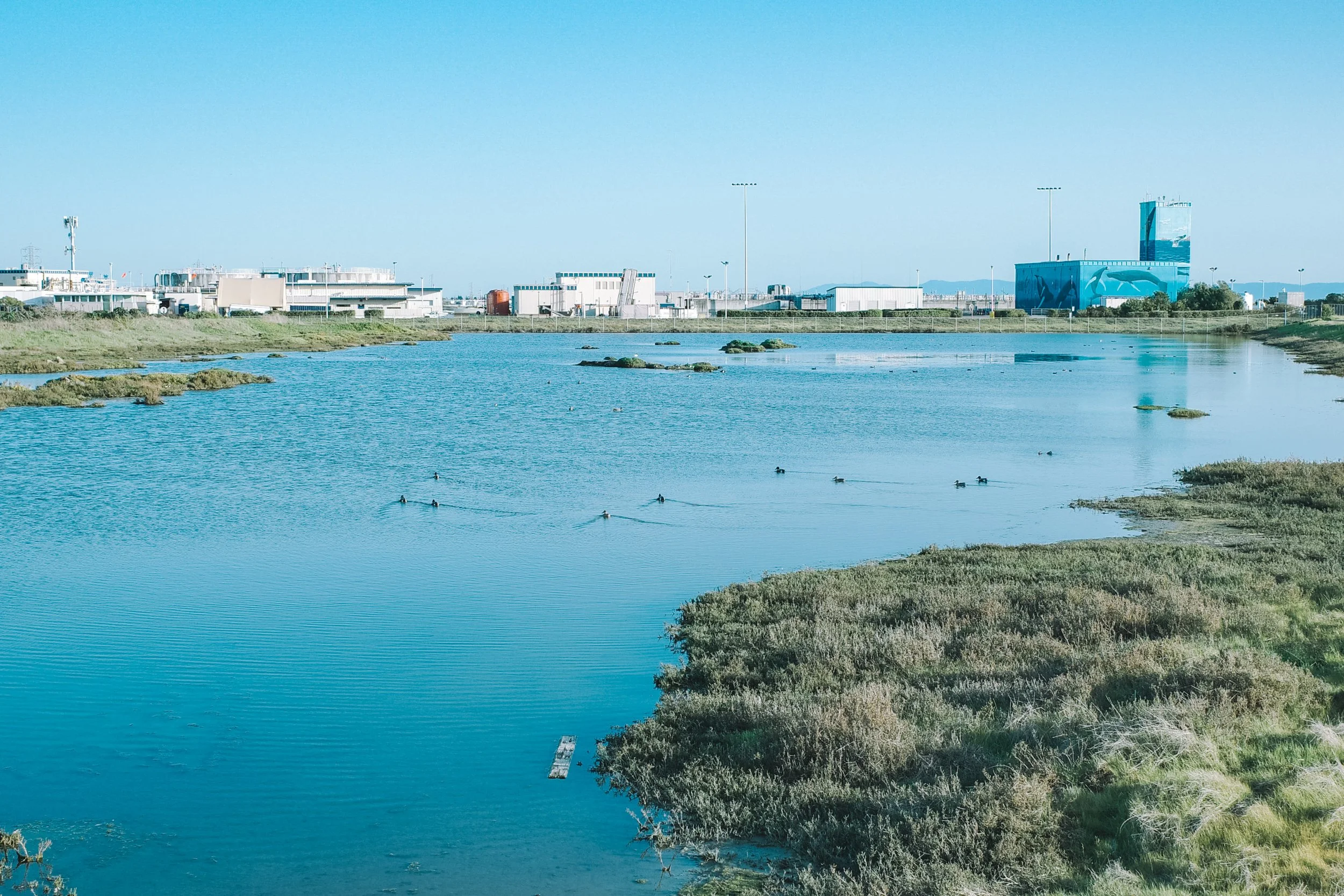 A body of water with small ducks swimming, bordered by grassy land and an industrial complex in the background, under a clear blue sky.