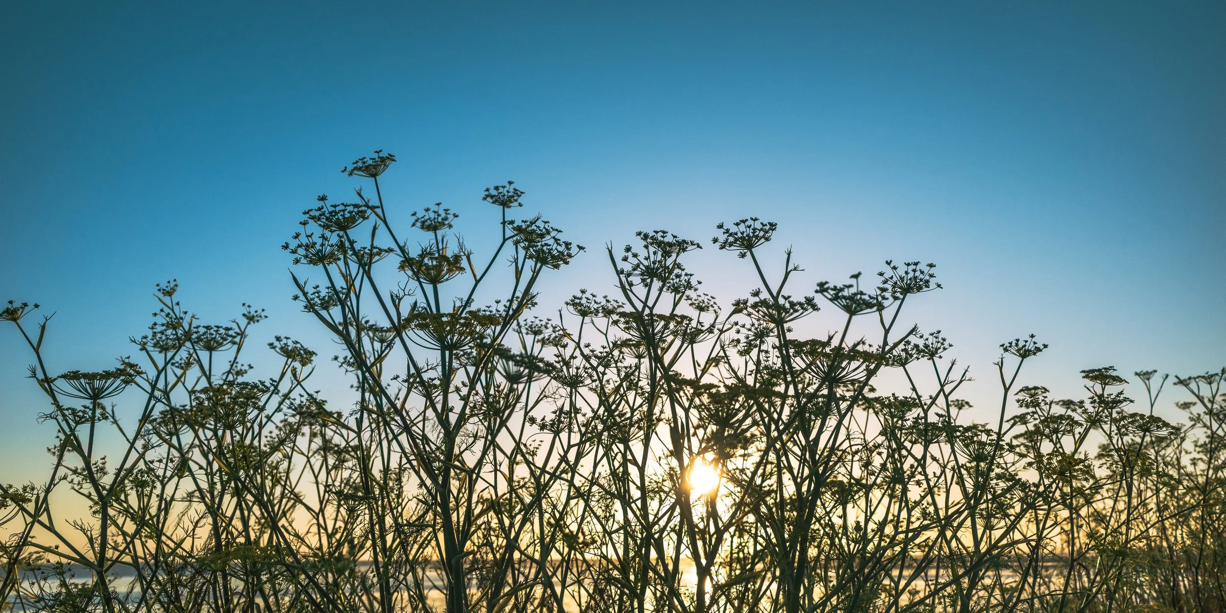 Silhouetted plants with umbrella-like flower clusters against a setting sun and clear blue sky.