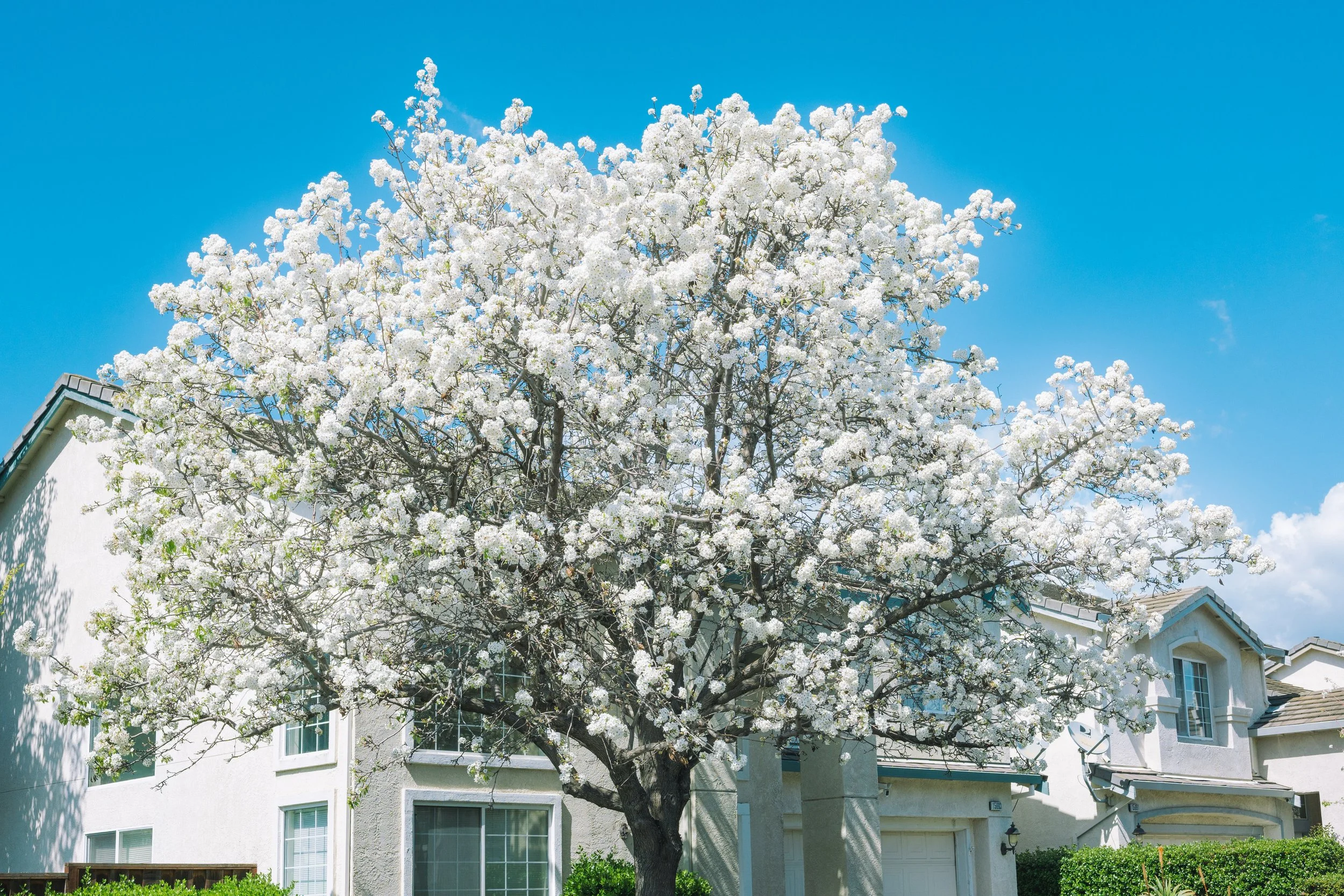 A large tree with white blossoms in front of a modern white residential building with multiple windows and a sloped roof.