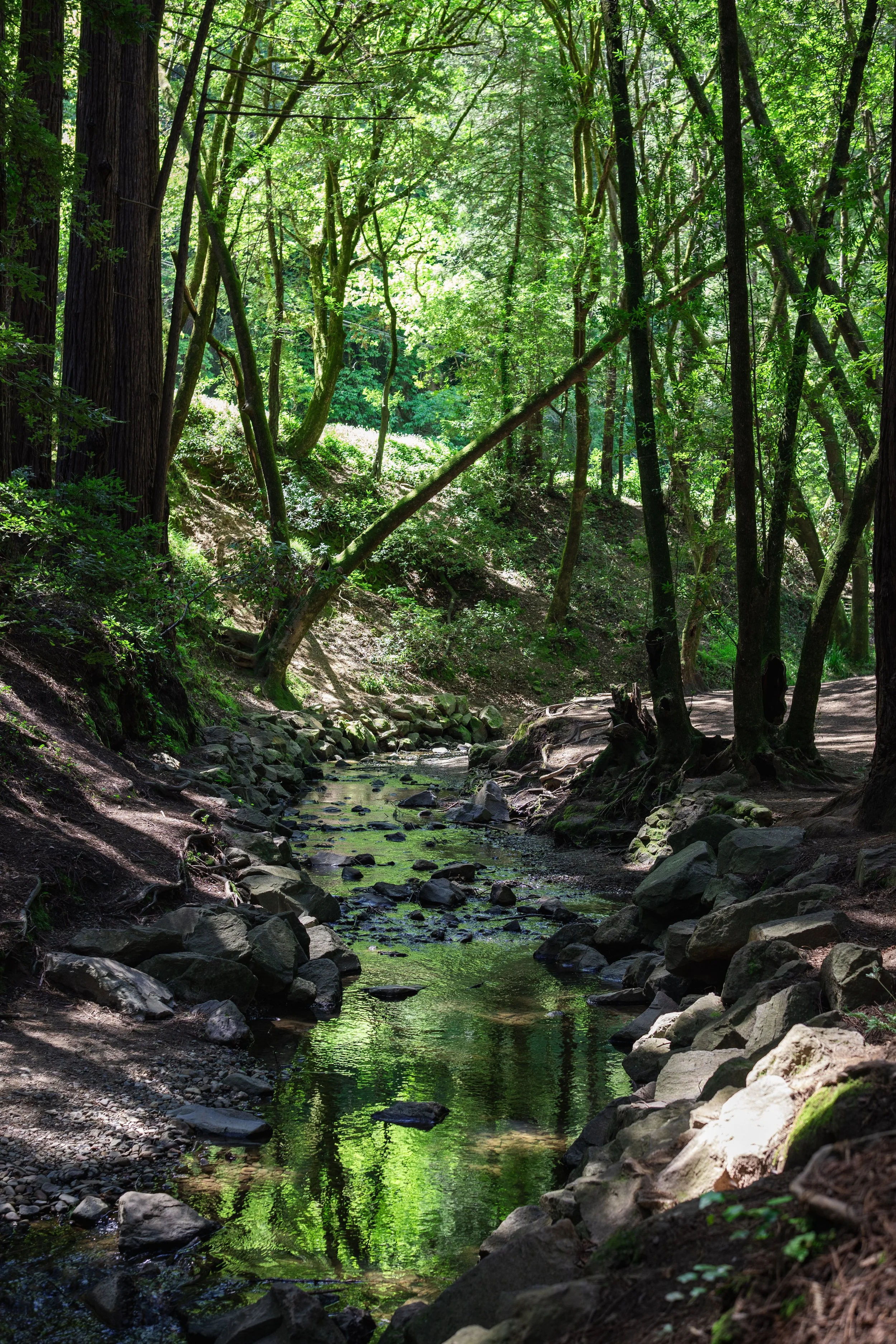 A peaceful forest scene with a small creek flowing through rocks and tall trees with green leaves.