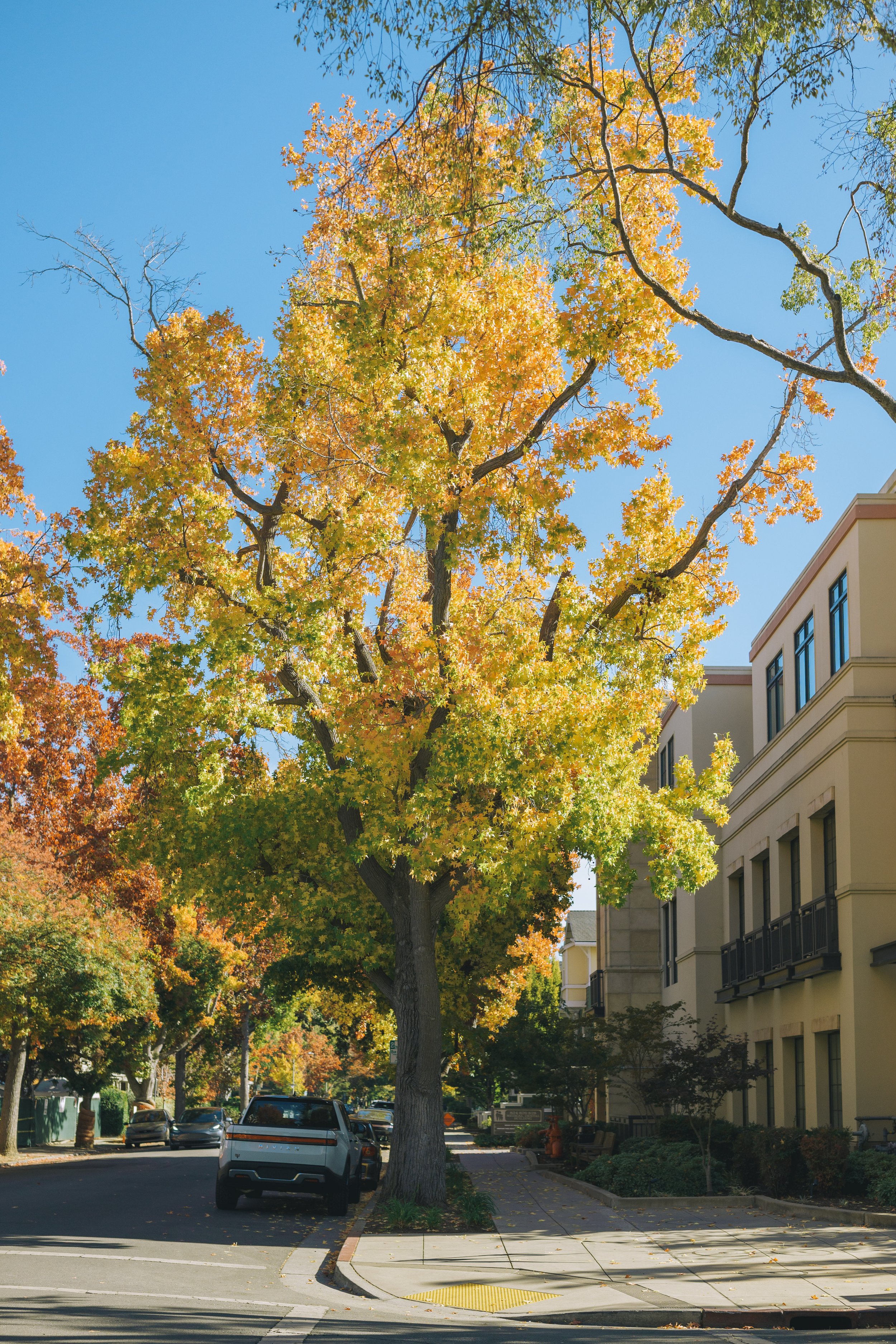 A city street lined with trees showing autumn colors, a beige building with black balconies on the right, cars parked along the curb, and a blue sky overhead.