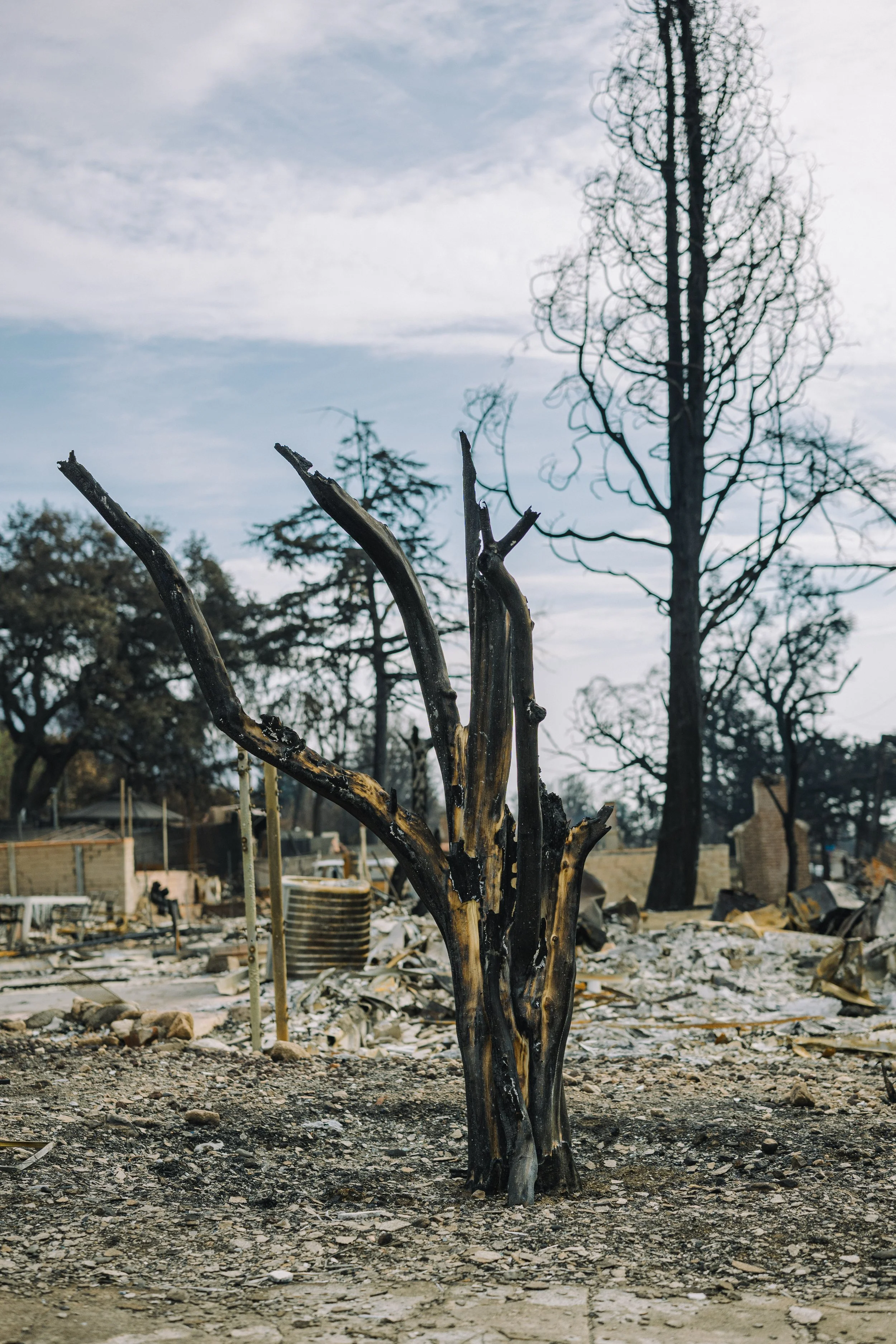 A burnt tree with blackened, charred branches in a destroyed outdoor area with debris and rubble on the ground.