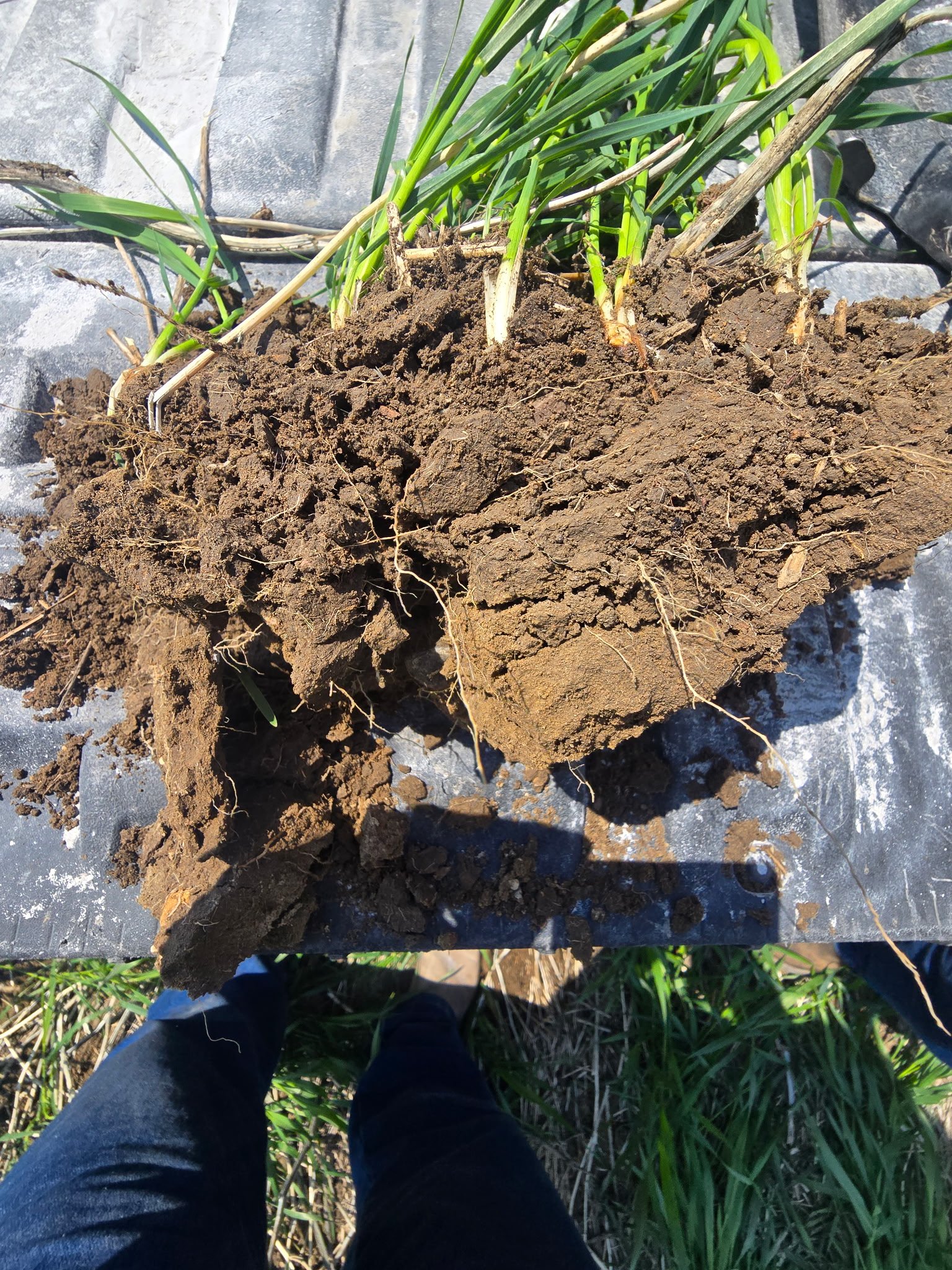 A person is standing outdoors on grass, holding a clump of soil with roots and green grass on top.