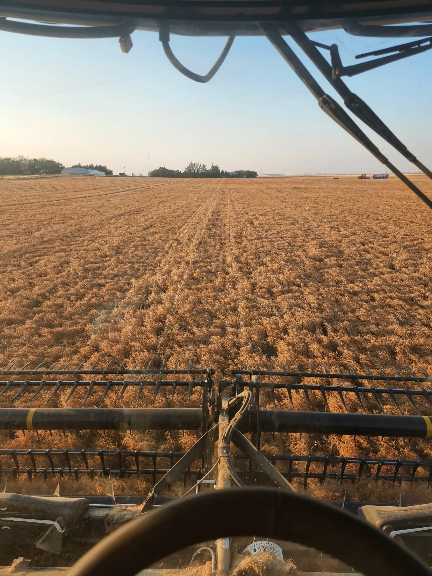 View from inside the cab of a combine harvester driving through a large, golden wheat field under a clear blue sky. Some farm equipment and trees are visible in the distance.