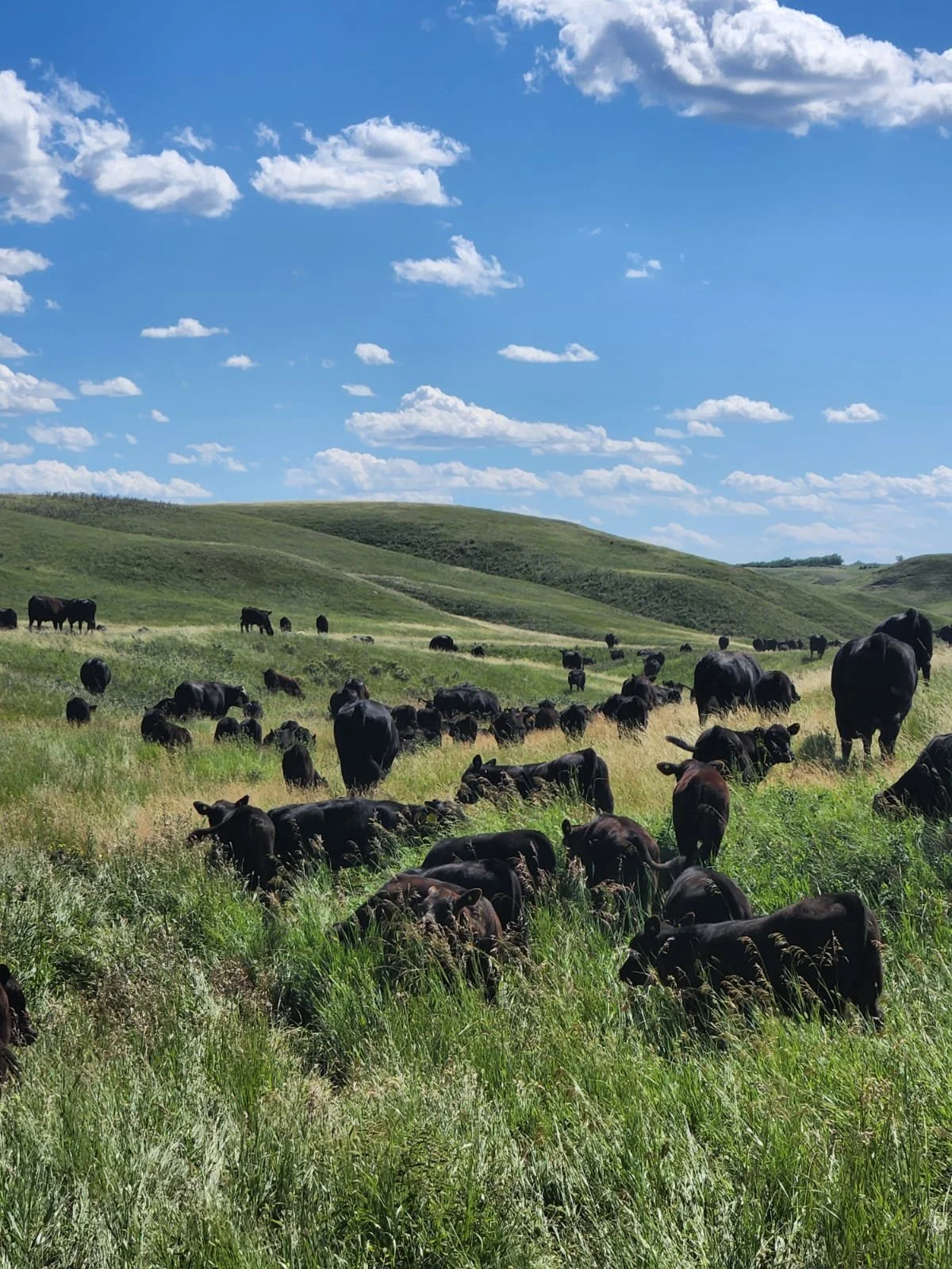 A vast grassy landscape with rolling green hills under a bright blue sky with scattered white clouds, populated by a large herd of black cows grazing and resting.