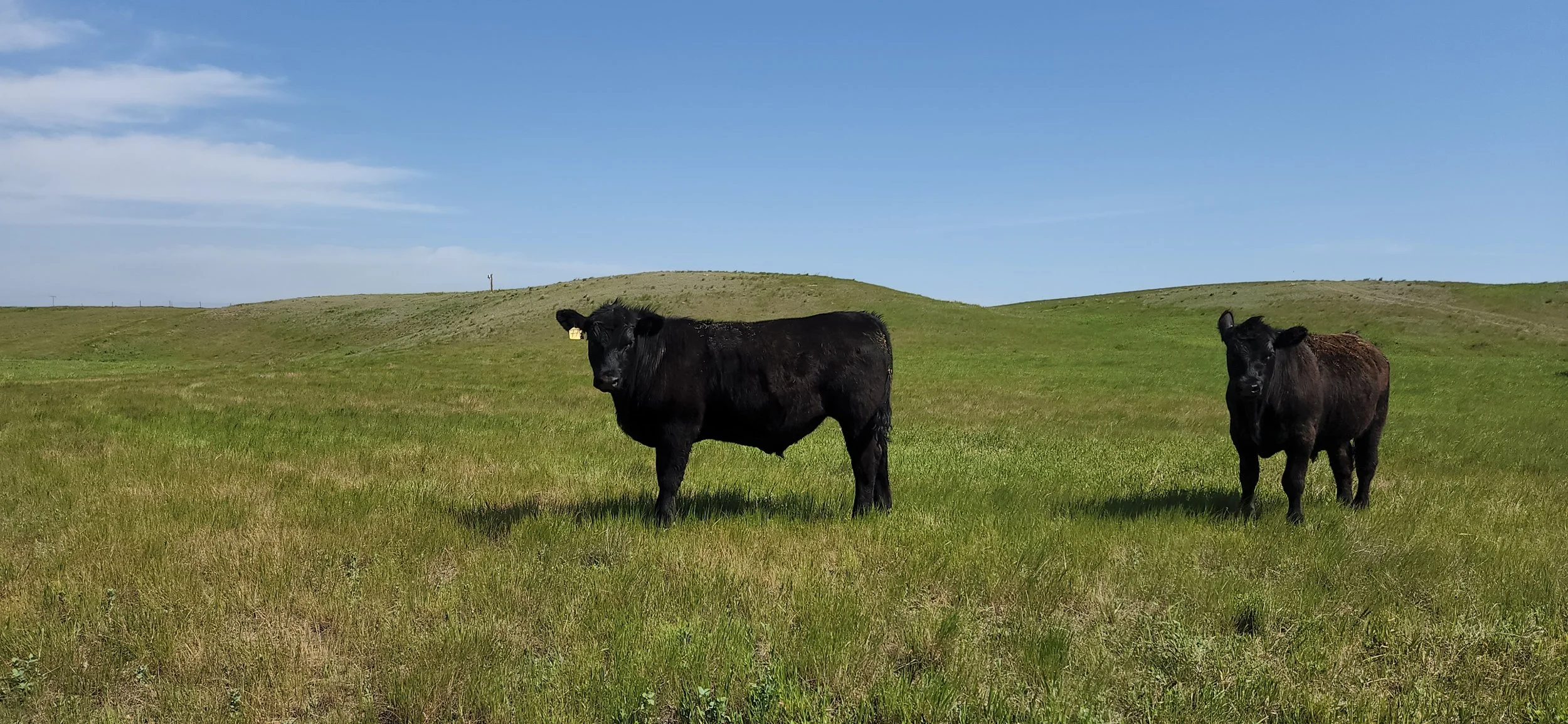 Two black calves standing on green grass in open pasture under a blue sky with clouds.