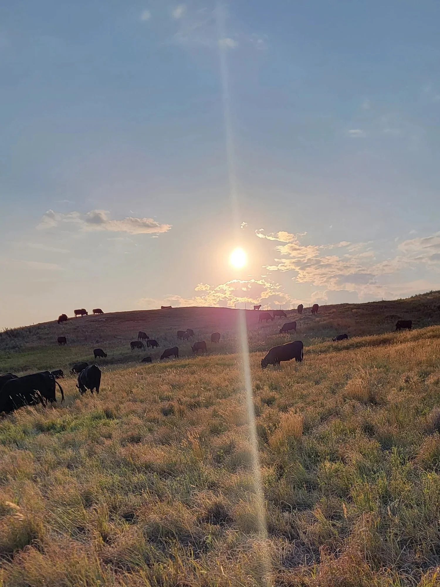 Cattle on pasture at sunset at Wilson Grains