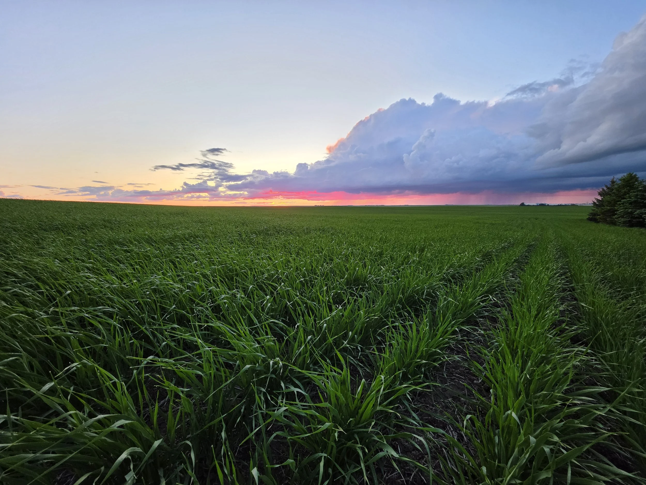 A wide open field with lush green grass and a cloudy sky at sunset, with some dark clouds on the right and a colorful horizon.
