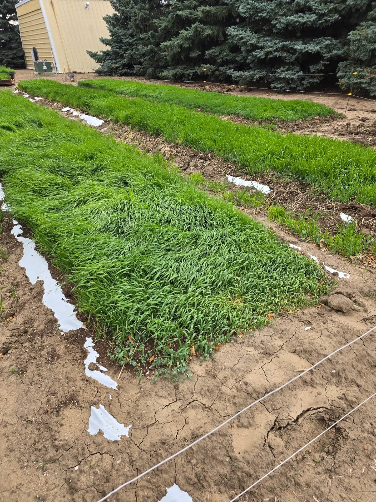 Biology program strips across the field at Wilson Grains