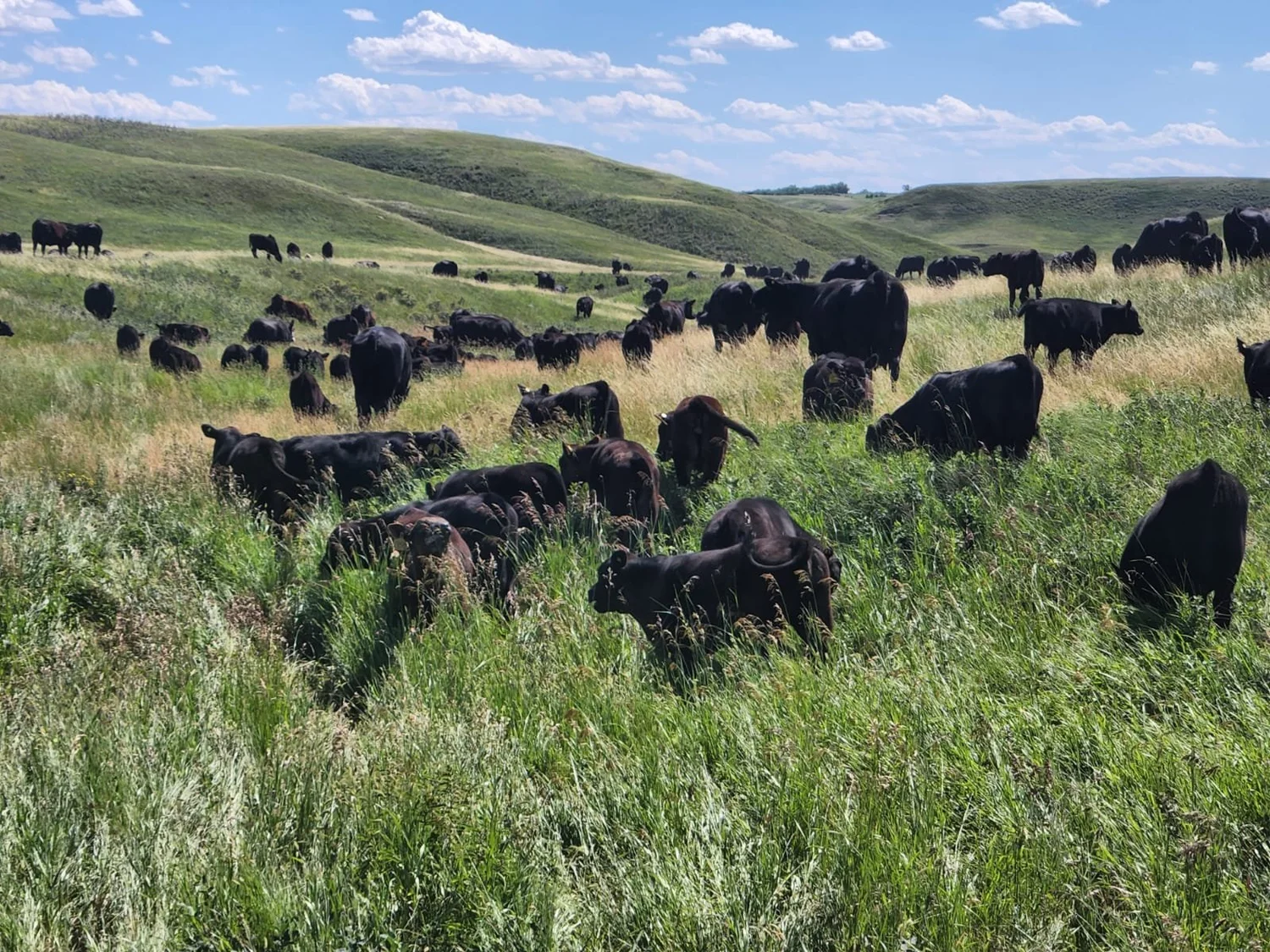 Cattle grazing rolling green pasture at Wilson Grains