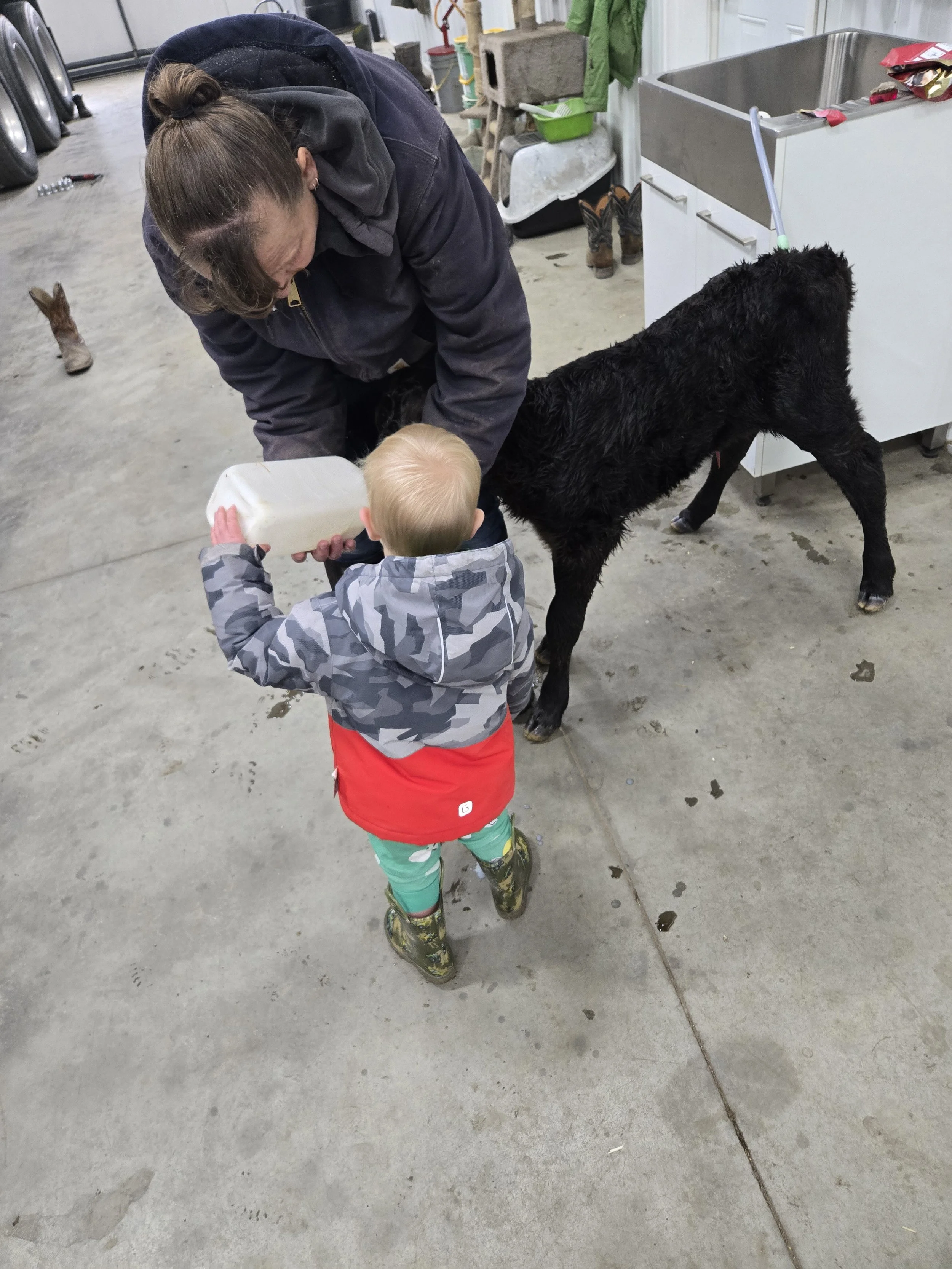 A woman and a young child feeding a black calf inside a barn or livestock facility. The woman is leaning over with the child holding a container near the calf's mouth, which appears to be drinking. The barn has a concrete floor and various equipment and supplies in the background.