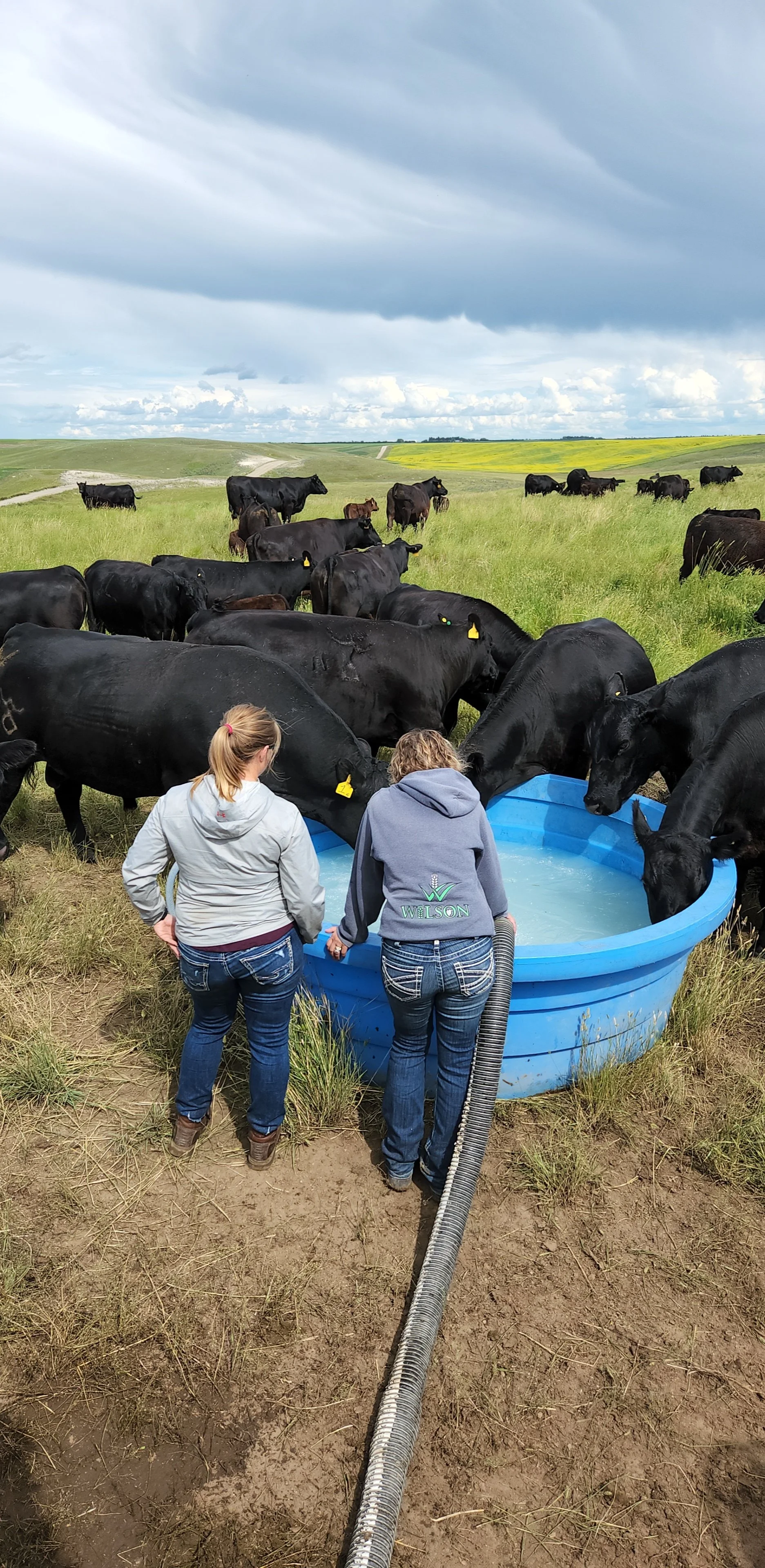 Two women stand near a herd of black cows drinking water from a large blue plastic tank in a grassy field on overcast day.