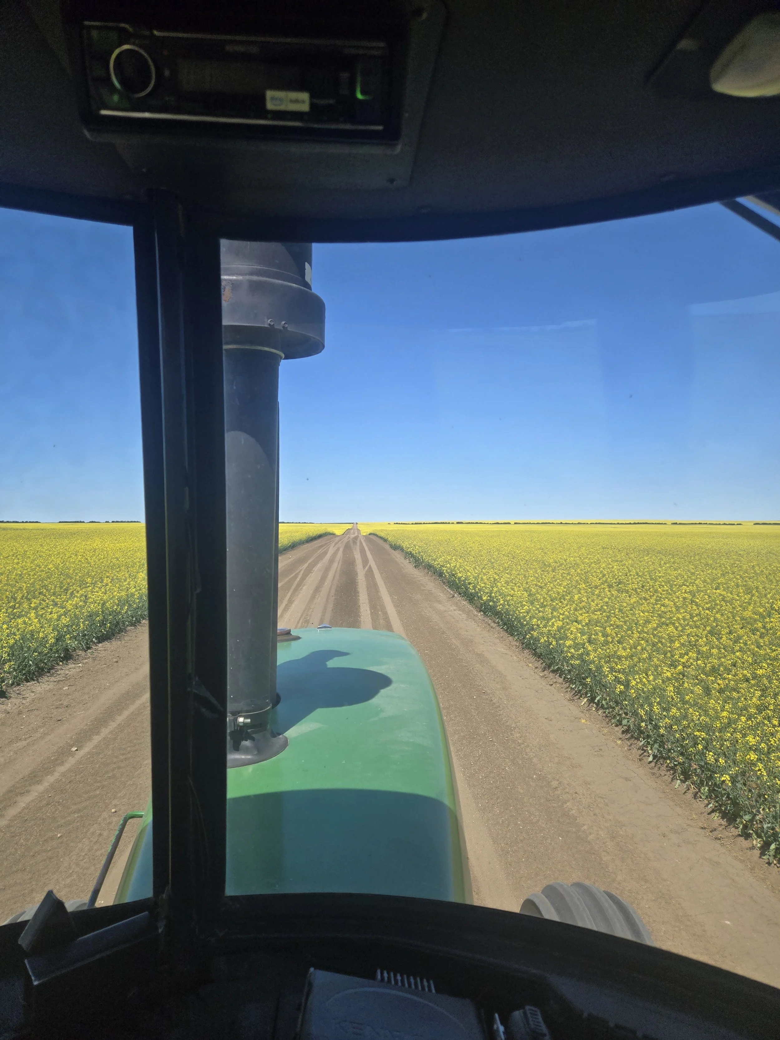 Canola